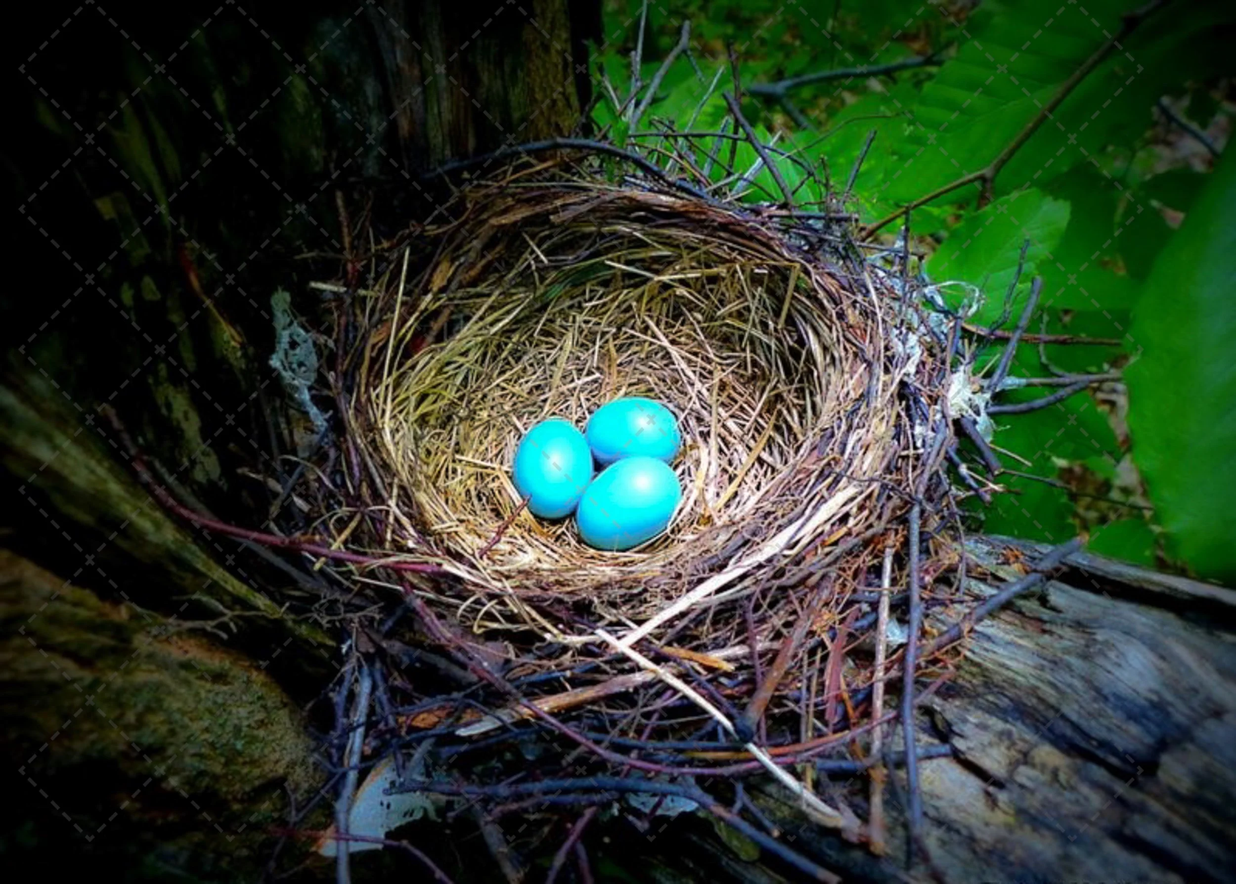Robins egg nest  (1 of 1).jpg
