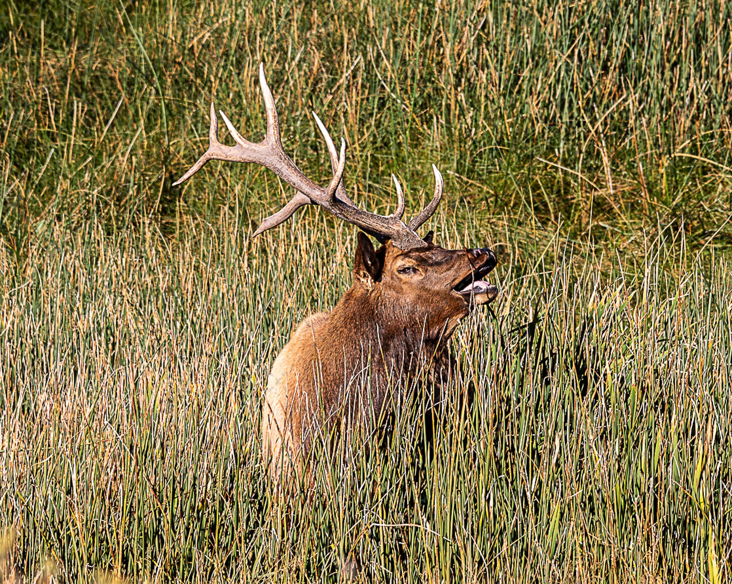 Bull Elk-In the Grass-2.jpg