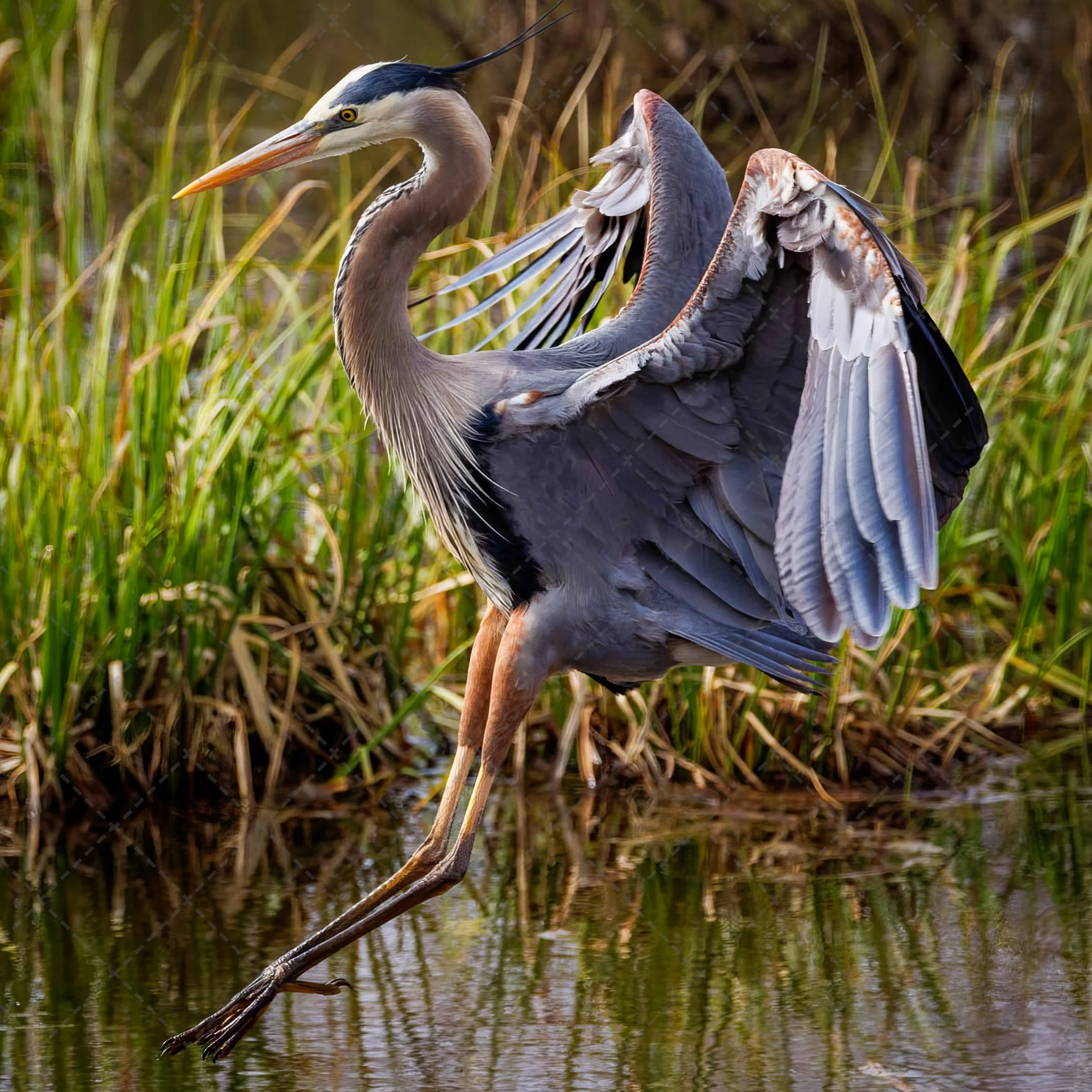 A heron standing on a branch over water among tall grasses.