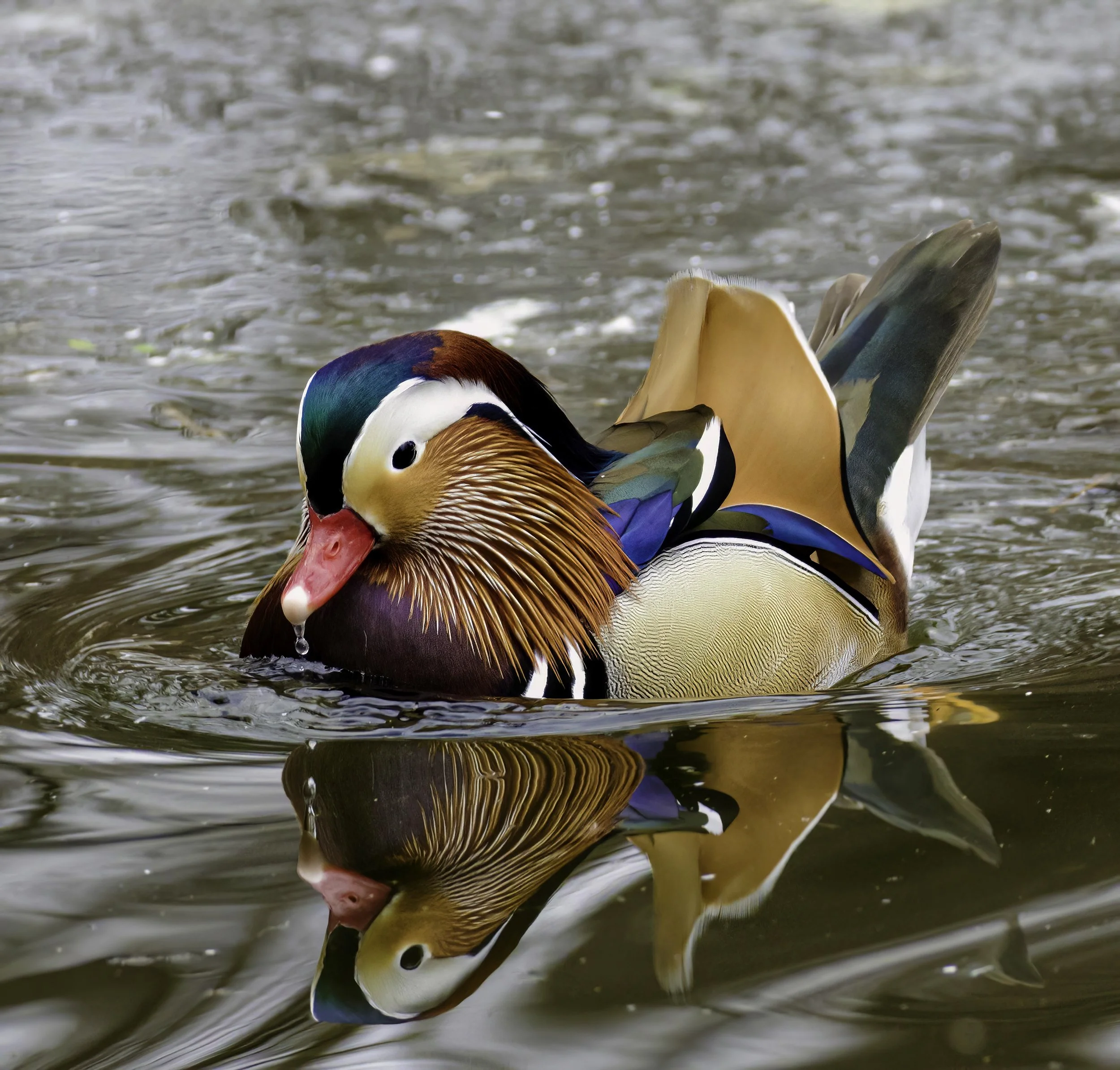 Two ducks swimming in water, one with vibrant multicolored feathers, the other with tan and blue feathers, reflecting on the water surface.