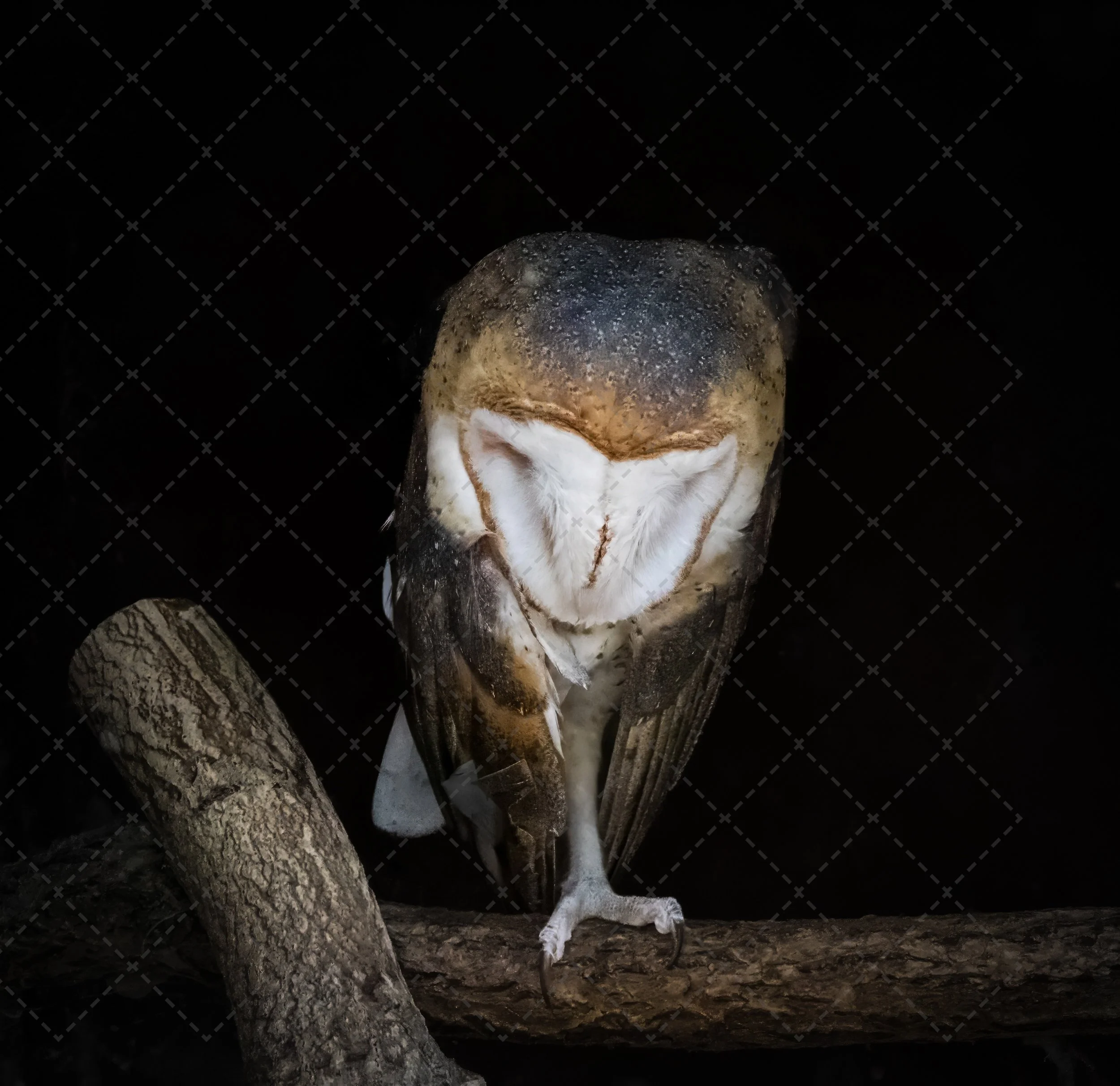 Owls~Barn Owl  Michigan (1 of 1).jpg