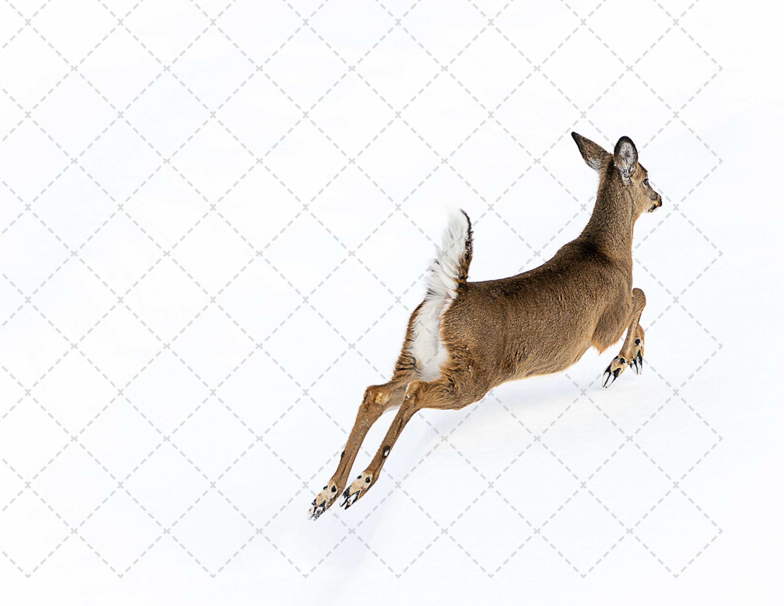 White Tail Doe~Floating on air.jpg