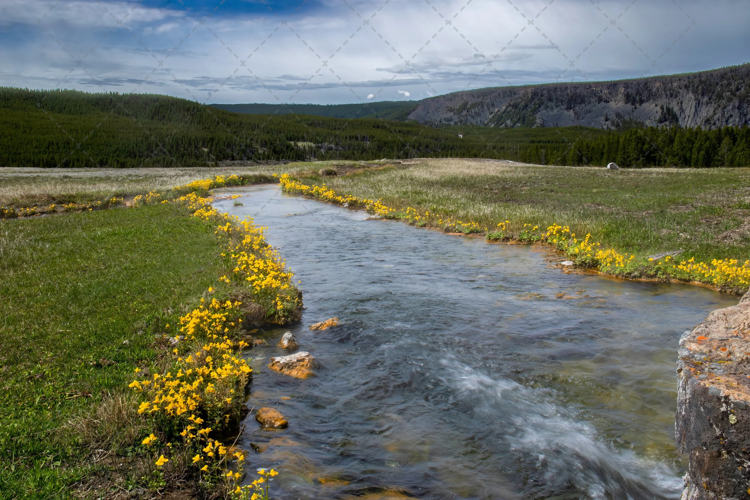 A mountain stream running through a grassy meadow with yellow flowers, with a backdrop of forested hills and a cloudy sky.