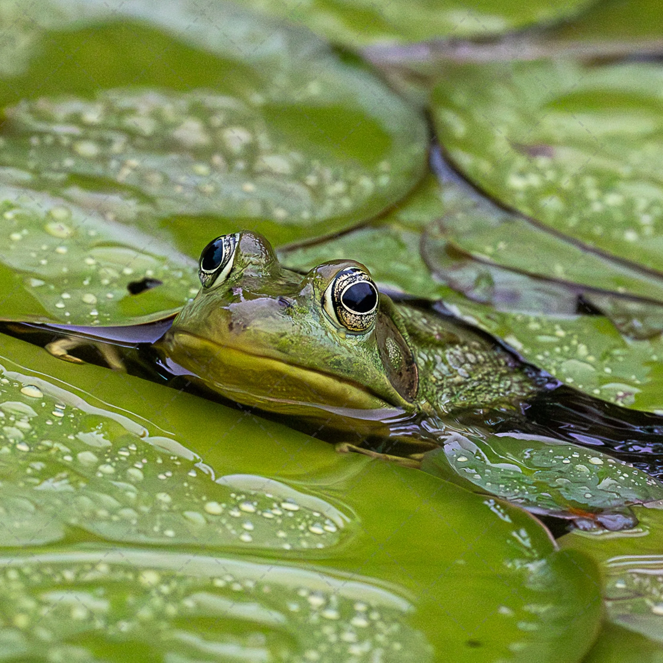 Jeremiah 3~American Green Frog.jpg