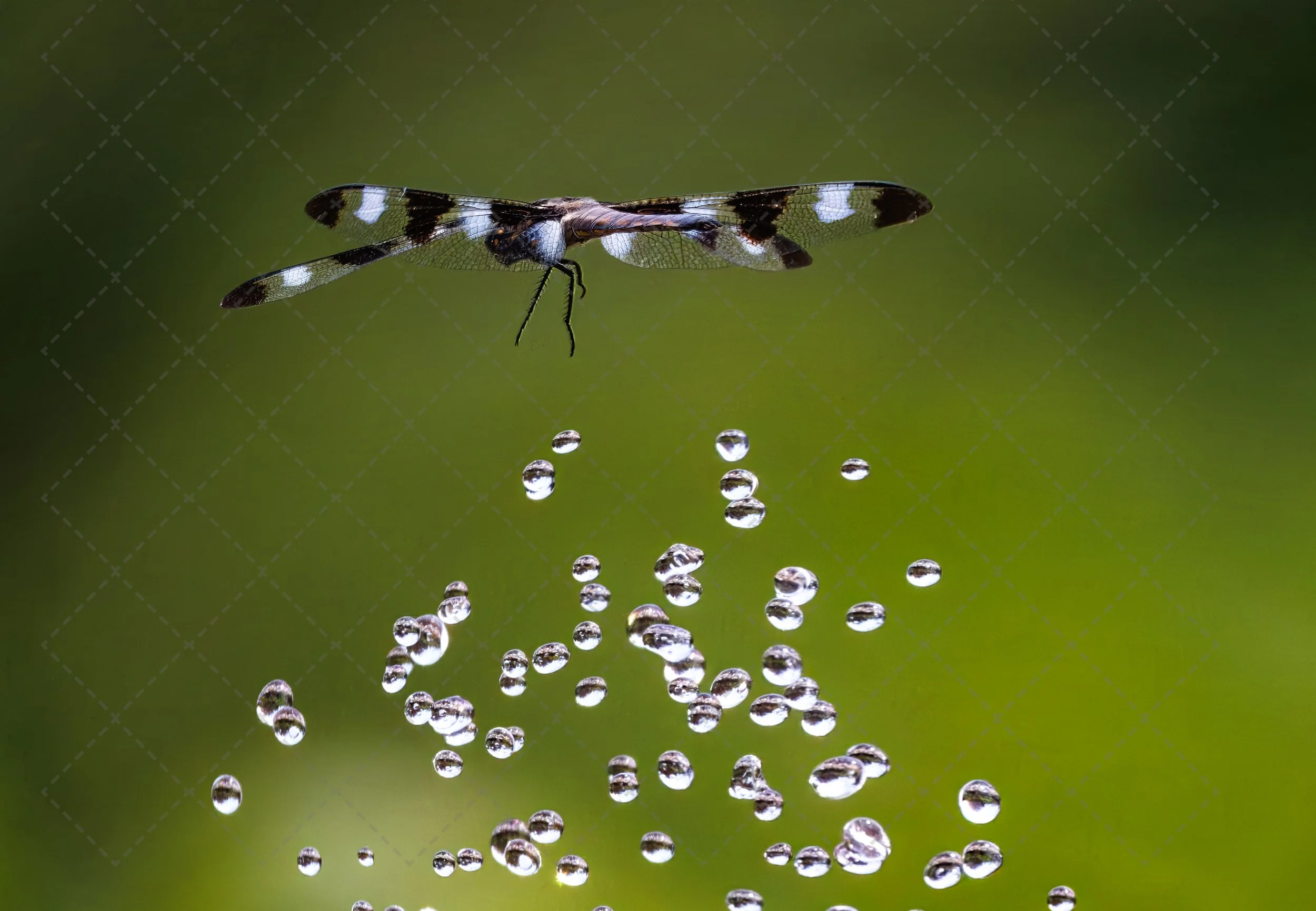 Close-up of a dragonfly resting above water with water droplets below, green blurred background.