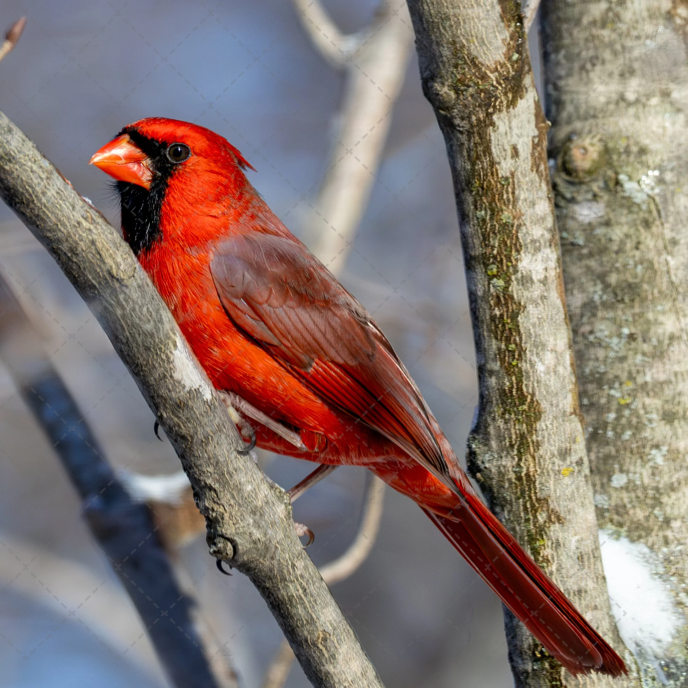 Cardinal In the Tree (1 of 1).jpg