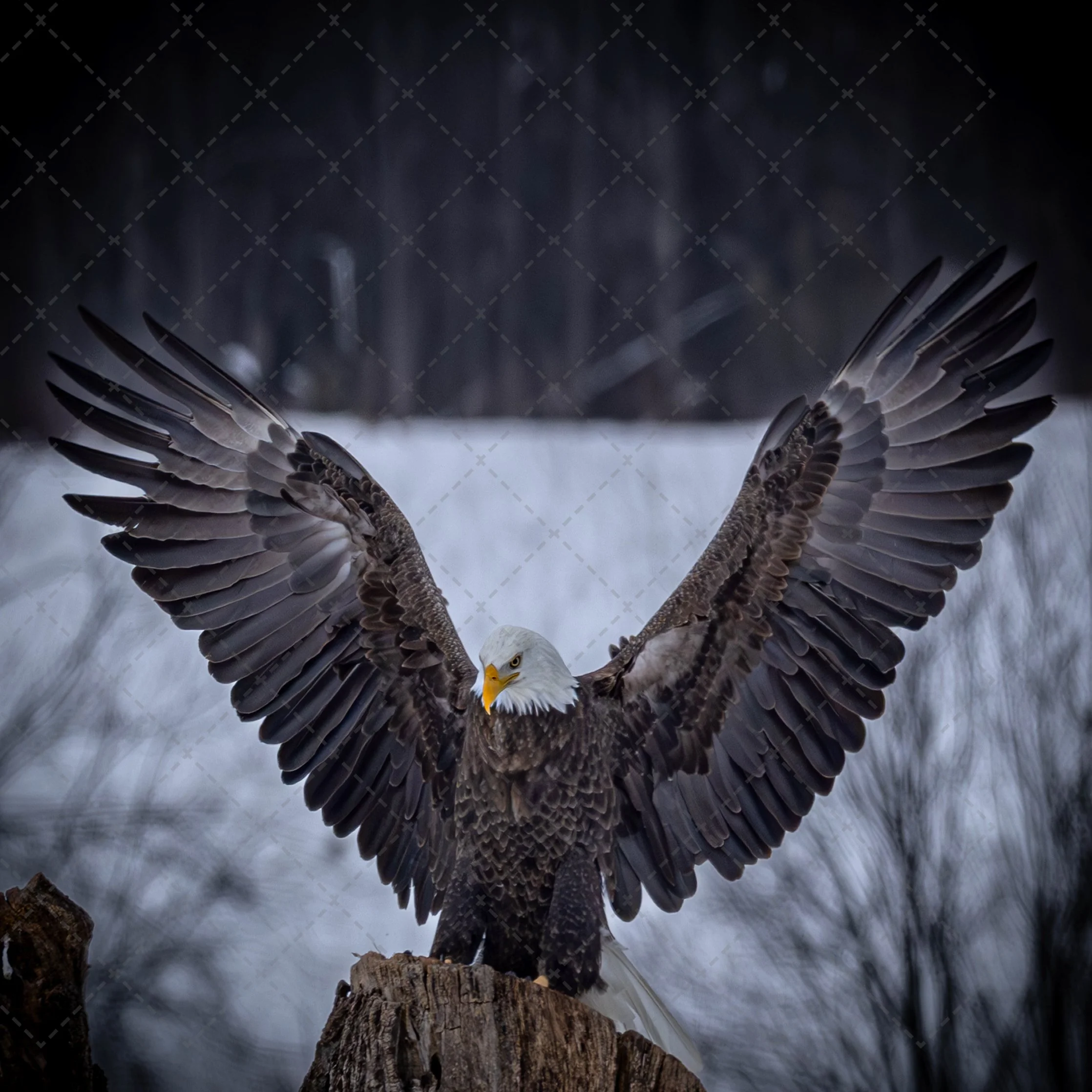 A bald eagle flying over snow-covered terrain, with mountains and rugged rocks in the background.