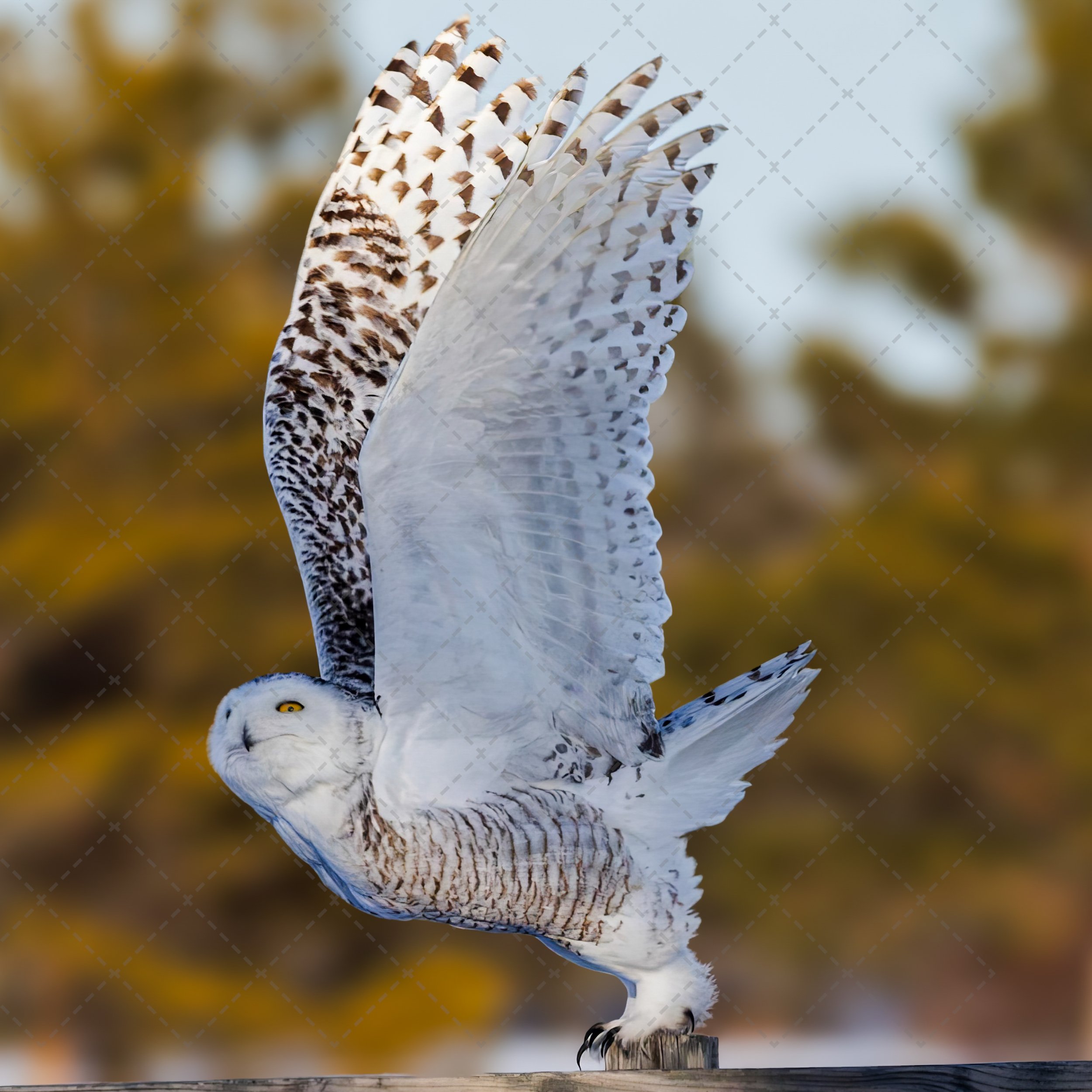 Note Cards ~ Owl