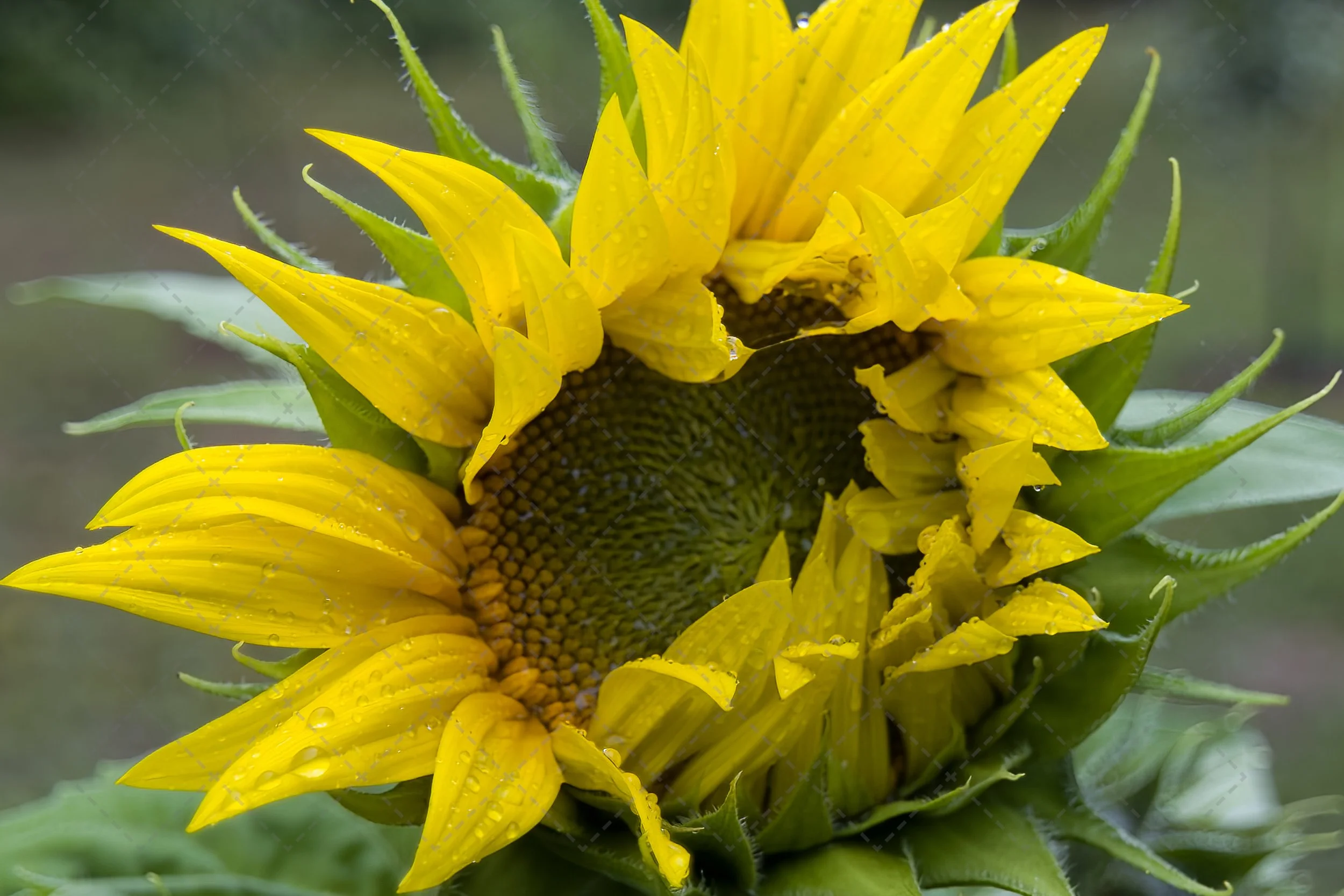 Sunflower~ The awakening  (1 of 1).jpg