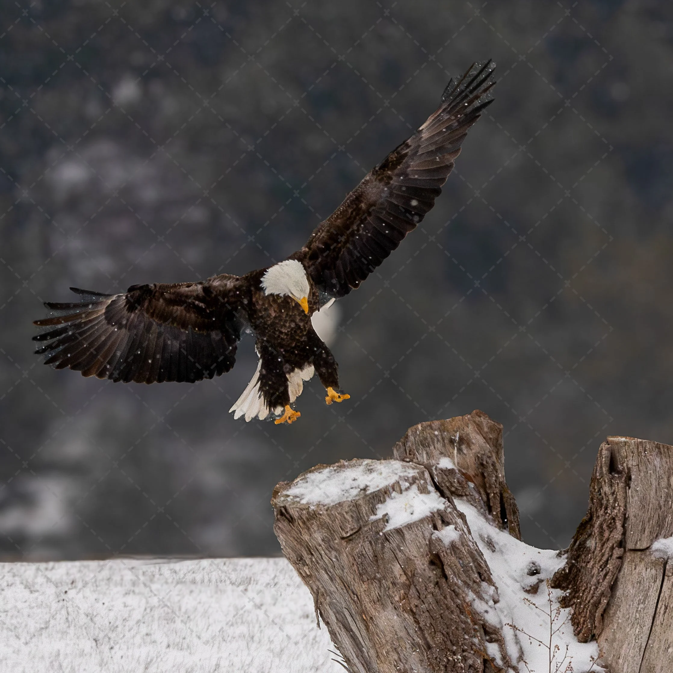 A bird of prey, likely an eagle, perched on a weathered tree stump in a snowy landscape, with its wings partially extended.