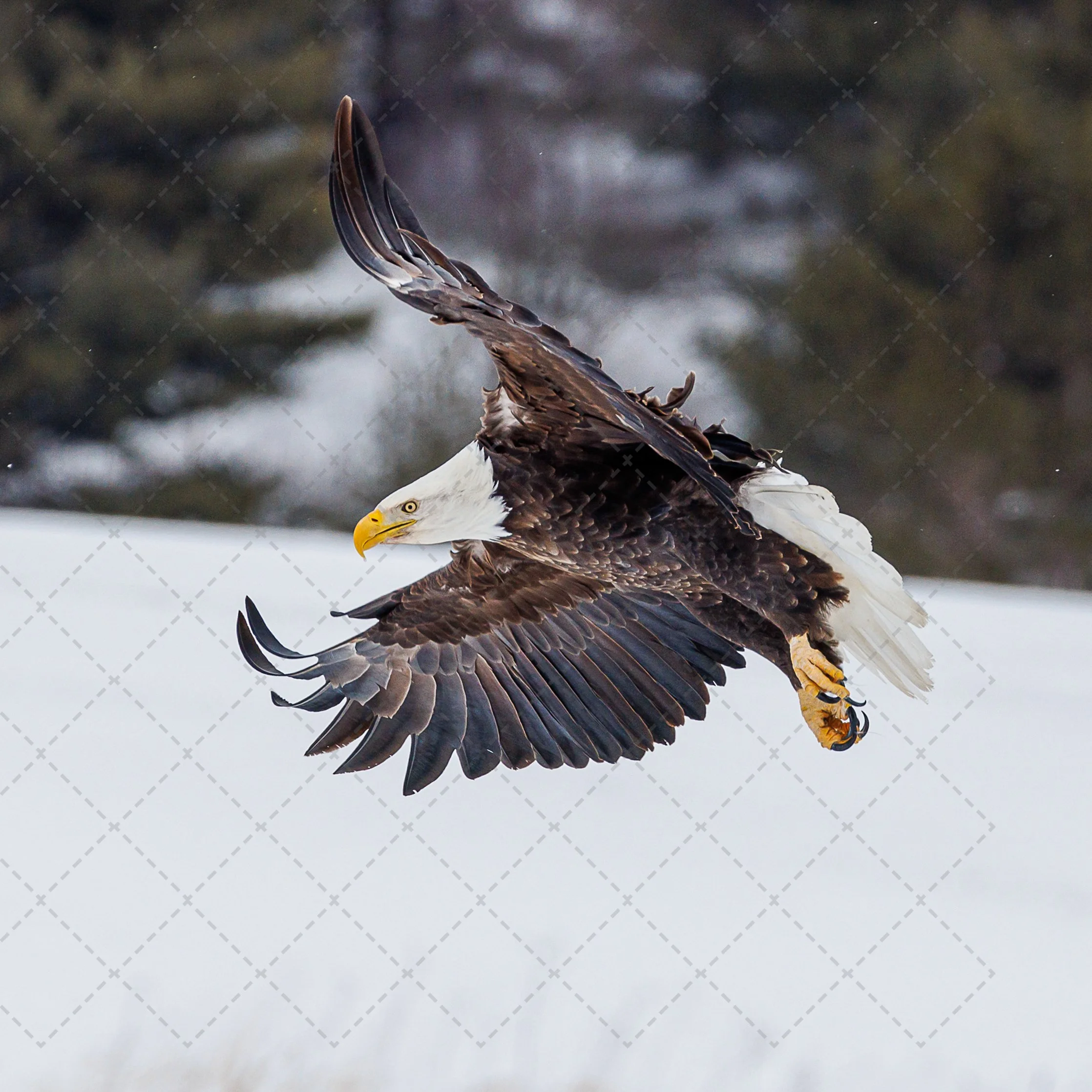 Bald Eagle ~Coming in for a landing wm (1 of 1).jpg