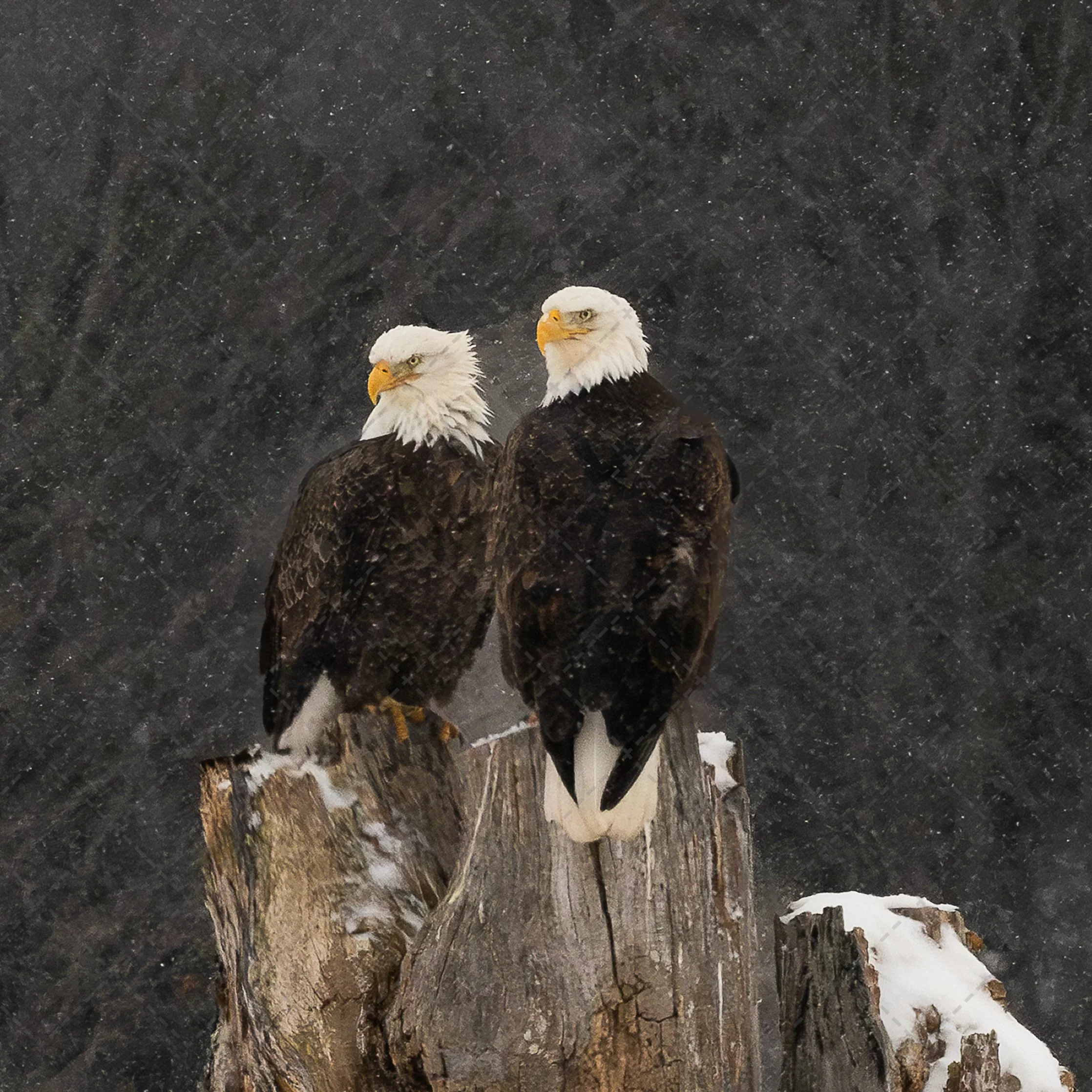 Close-up of two bald eagles perched on a rocky surface against a dark background with falling snow.