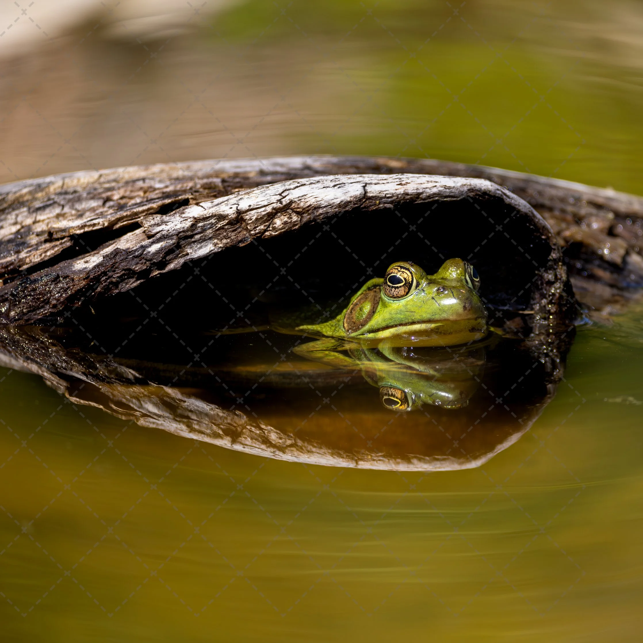 Jeremiah 4~American Green Frog.jpg