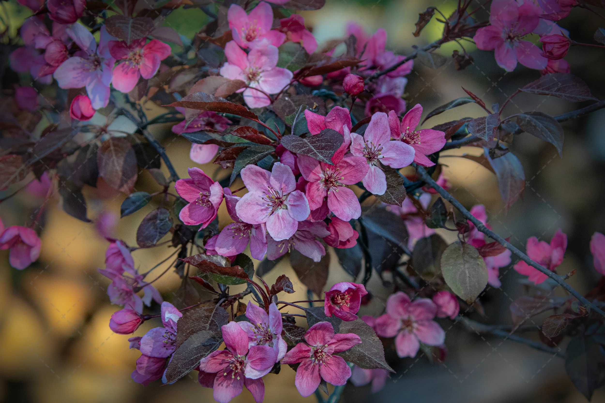 Crab Apple Bloom~Pink (1 of 1).jpg
