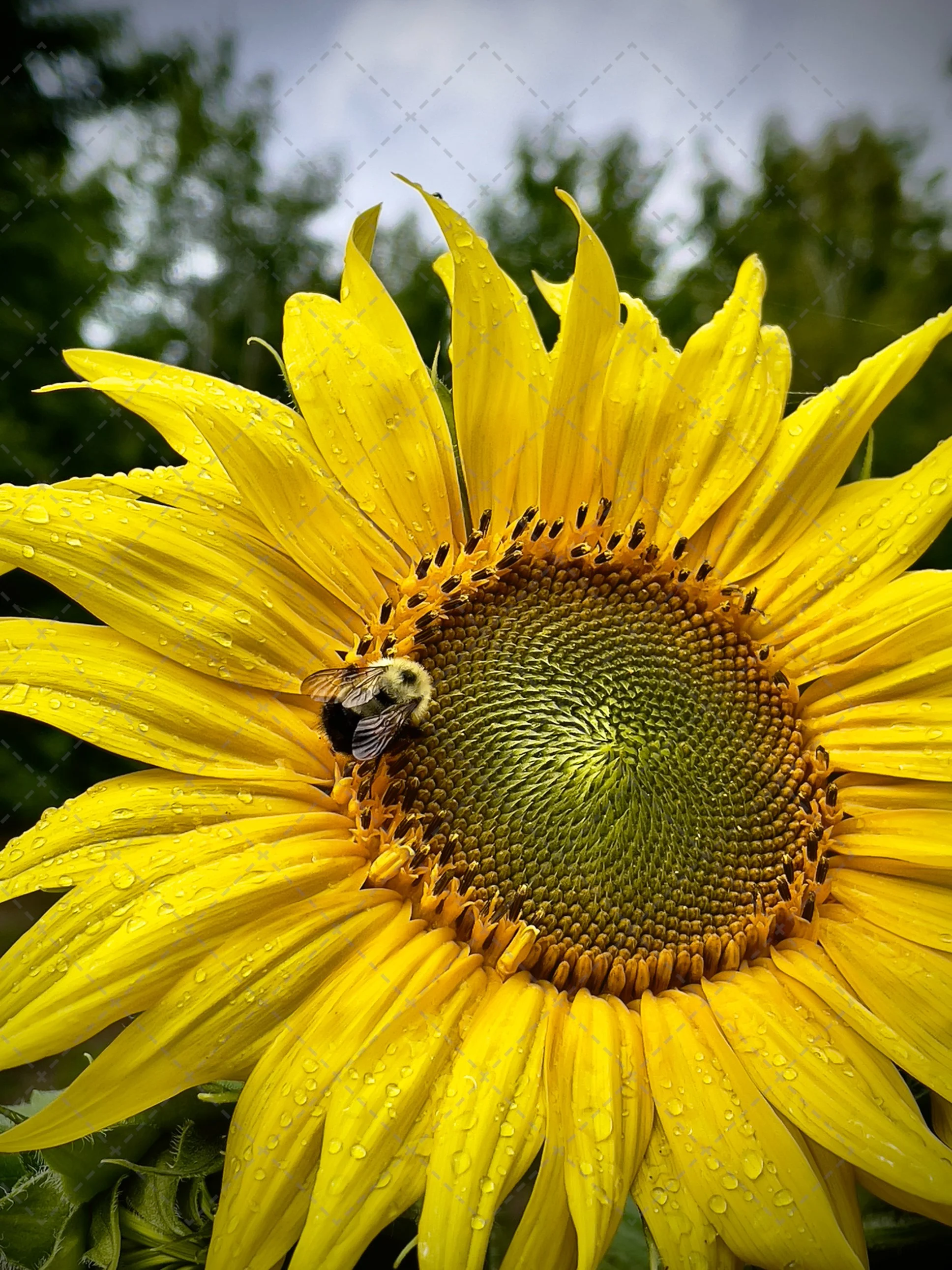 A close-up of a sunflower with yellow petals covered in water droplets, with a bee collecting pollen on the center of the flower. The background shows a cloudy sky and green foliage.