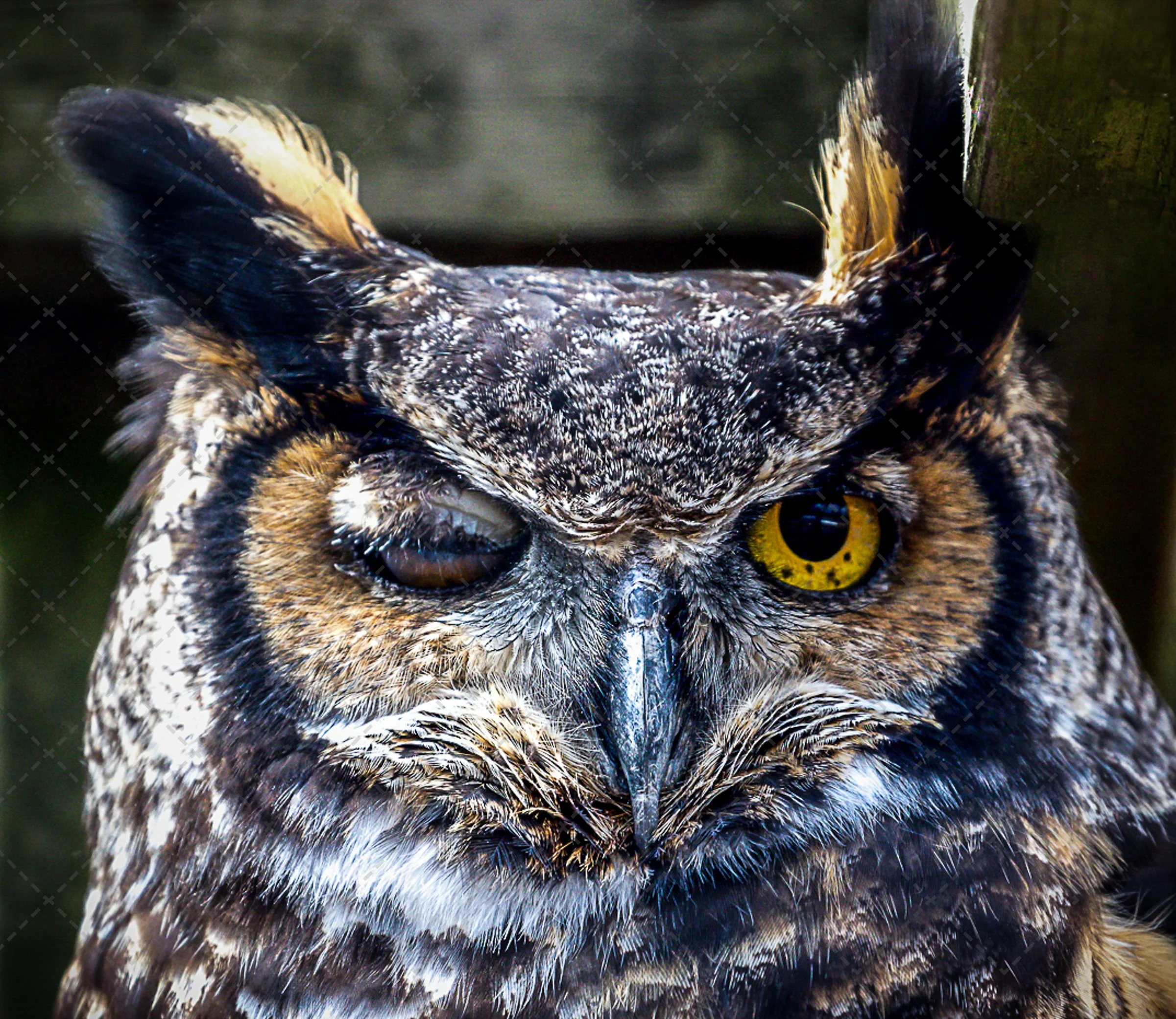 Great Horned Owl~How you Doin.jpg