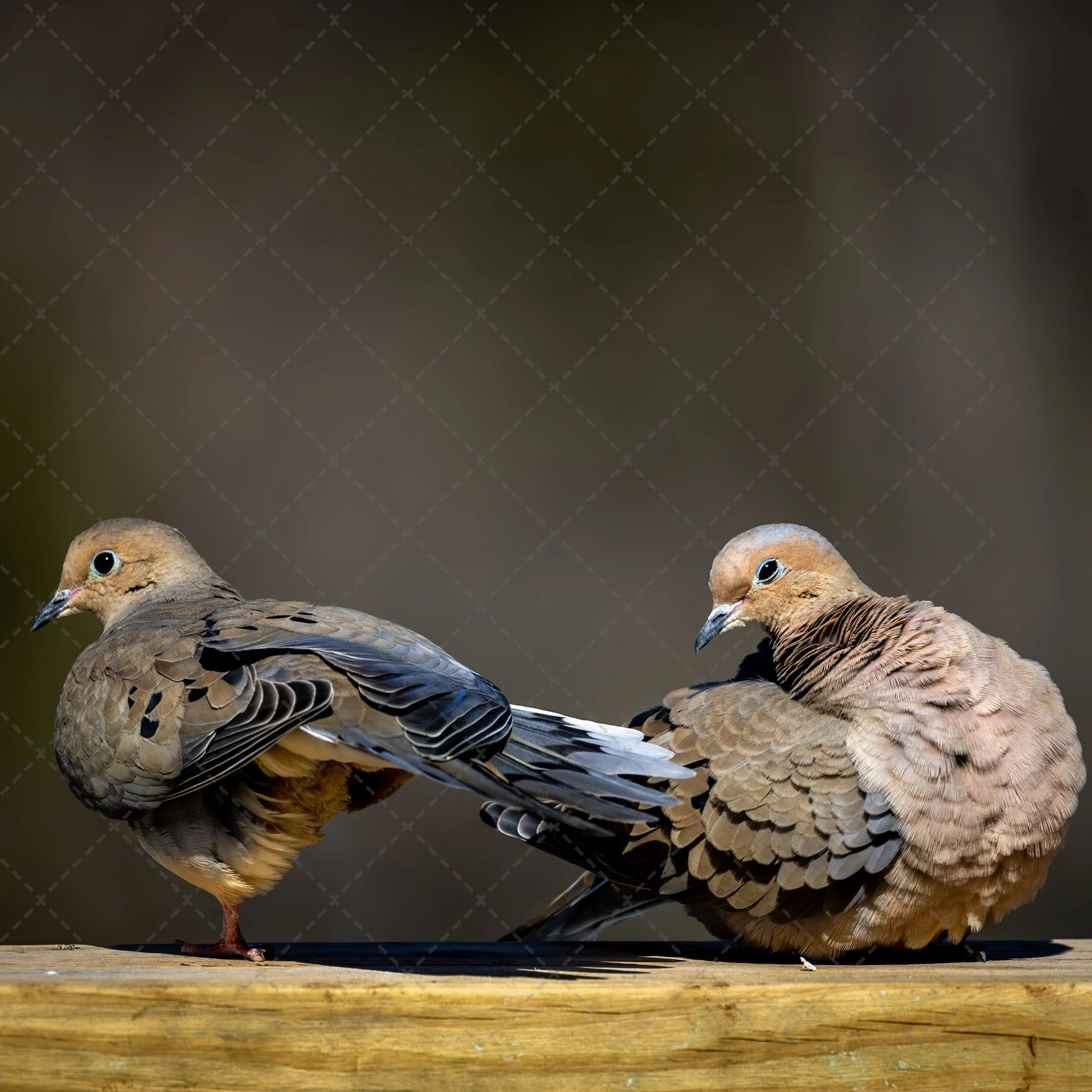Dove Love 5.jpg