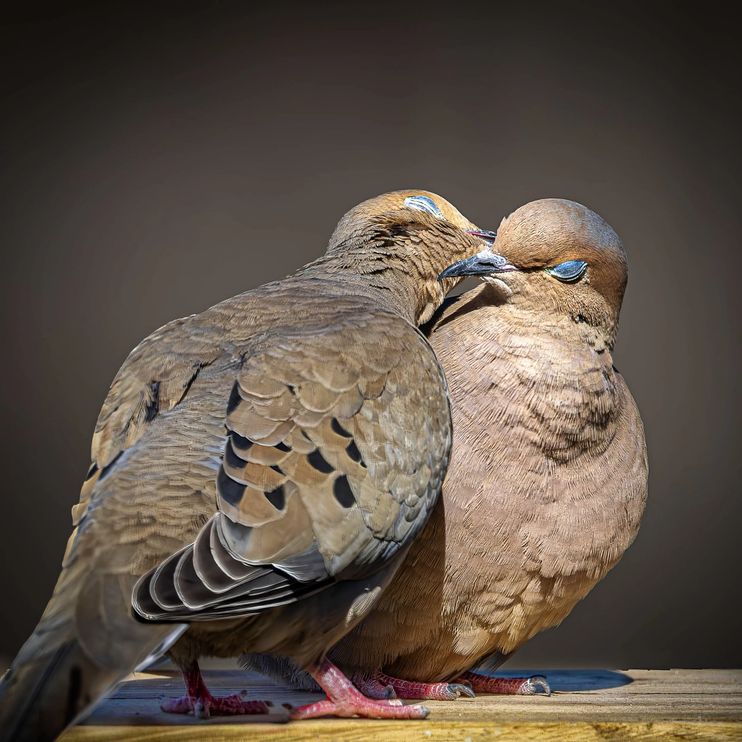 Two brown pigeons are standing close together on a wooden surface, with one pigeon resting its head on the other's back.