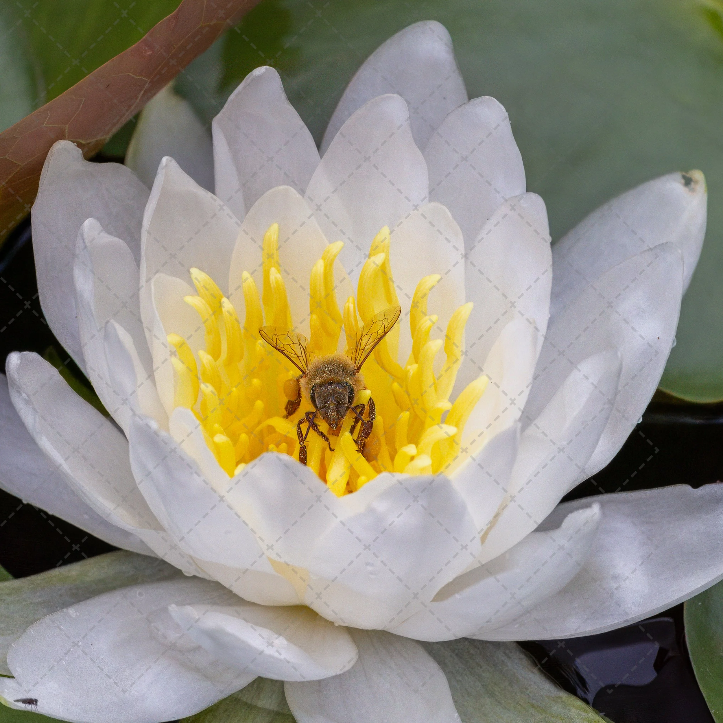 A close-up of a white water lily flower with yellow stamens, a bee collecting pollen, and a dragonfly resting on the stamens.