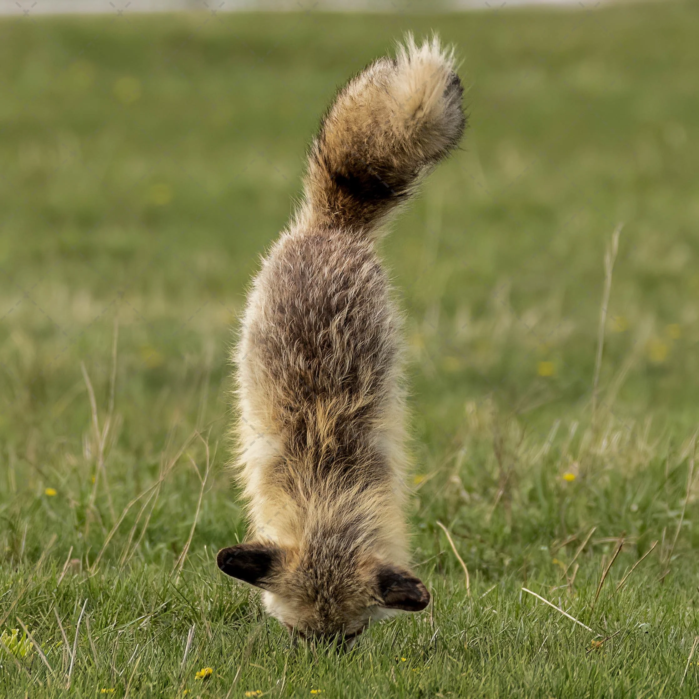 fox face plant.jpg