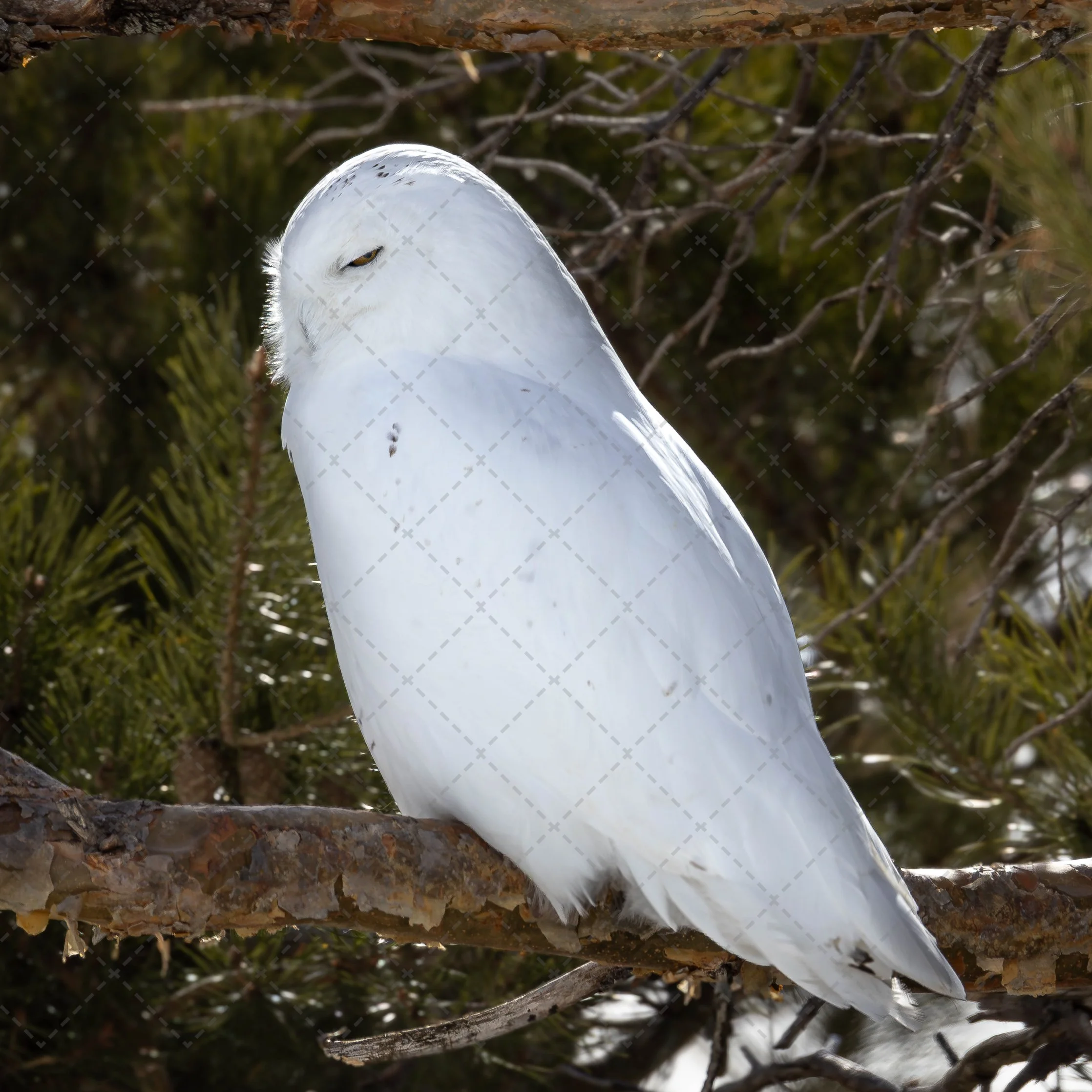 Snowy Owl Male~ I see you.jpg