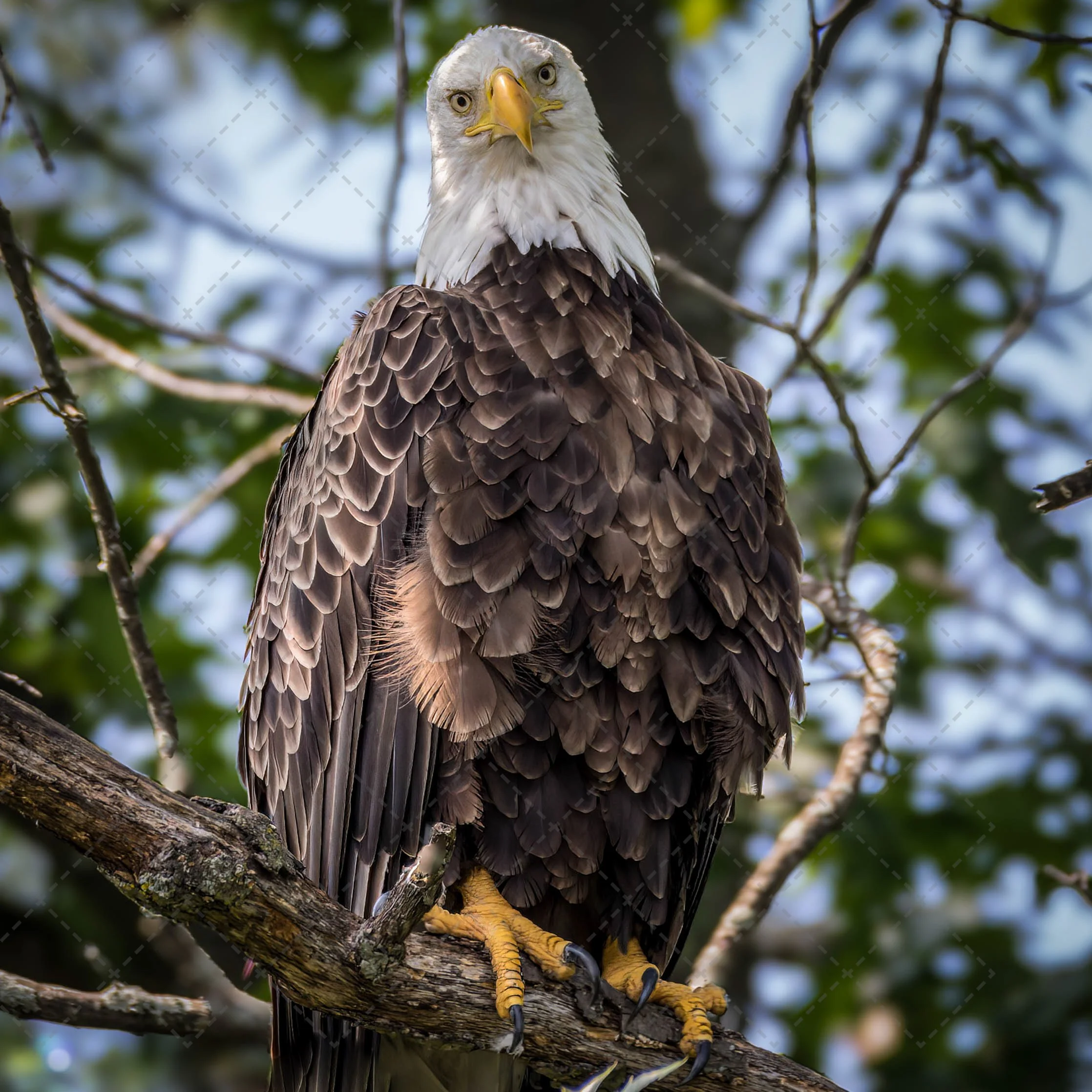 Close-up of a bald eagle perched on a tree branch, looking directly at the camera with its yellow beak and claws visible, surrounded by green leaves and blurred background.