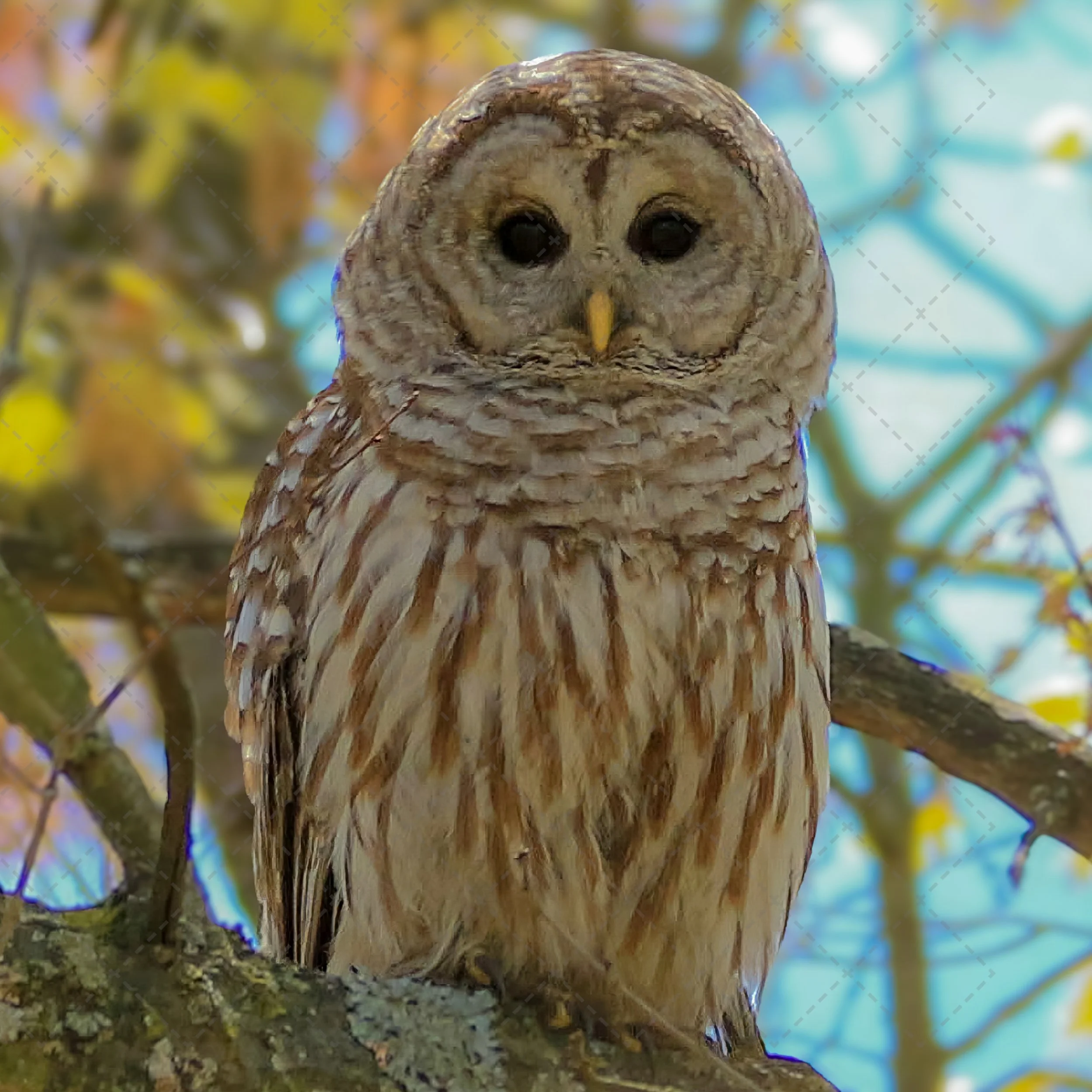Owls~Barred Owl  Michigan (1 of 1).jpg
