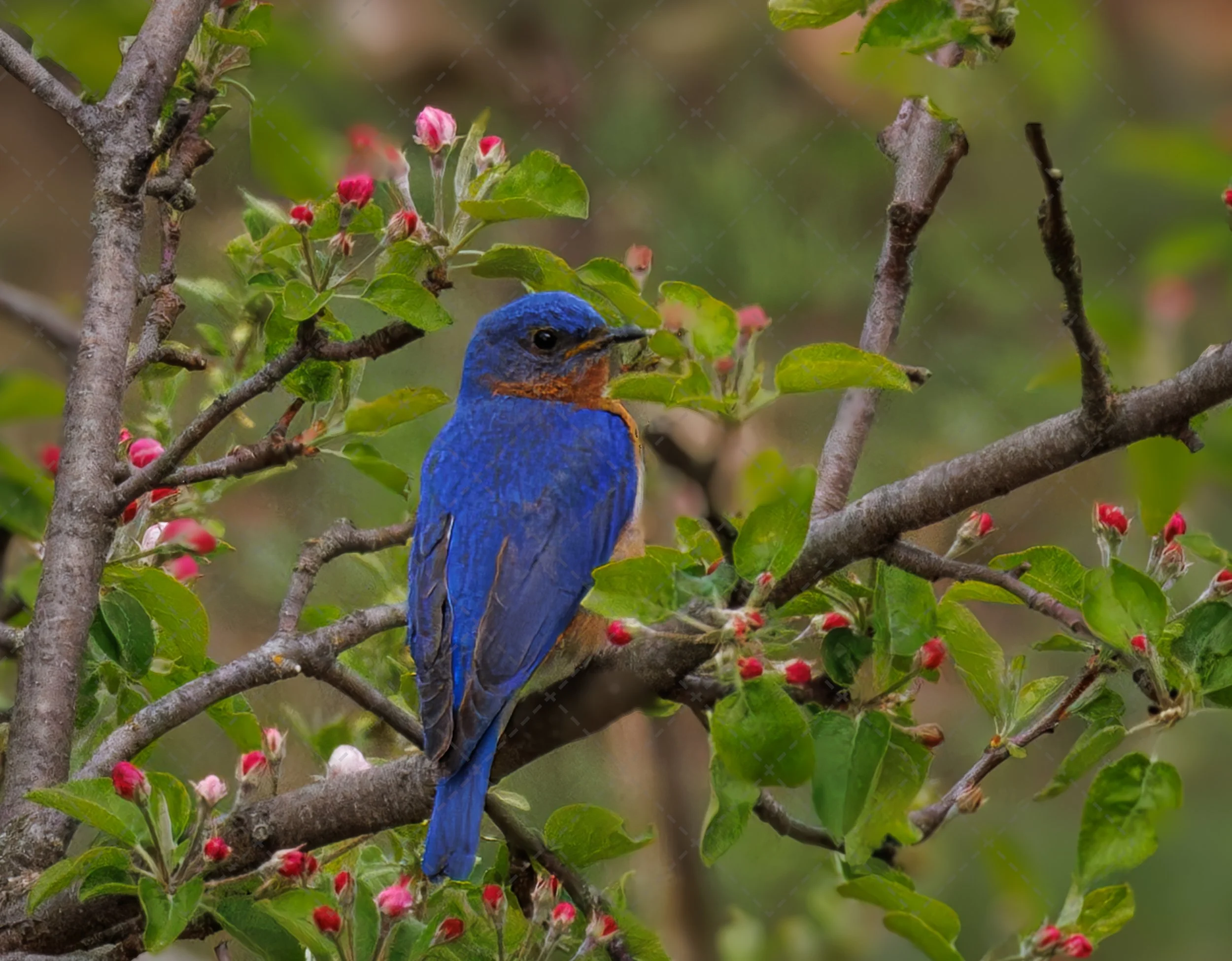 Blue Bird  (1 of 1).jpg