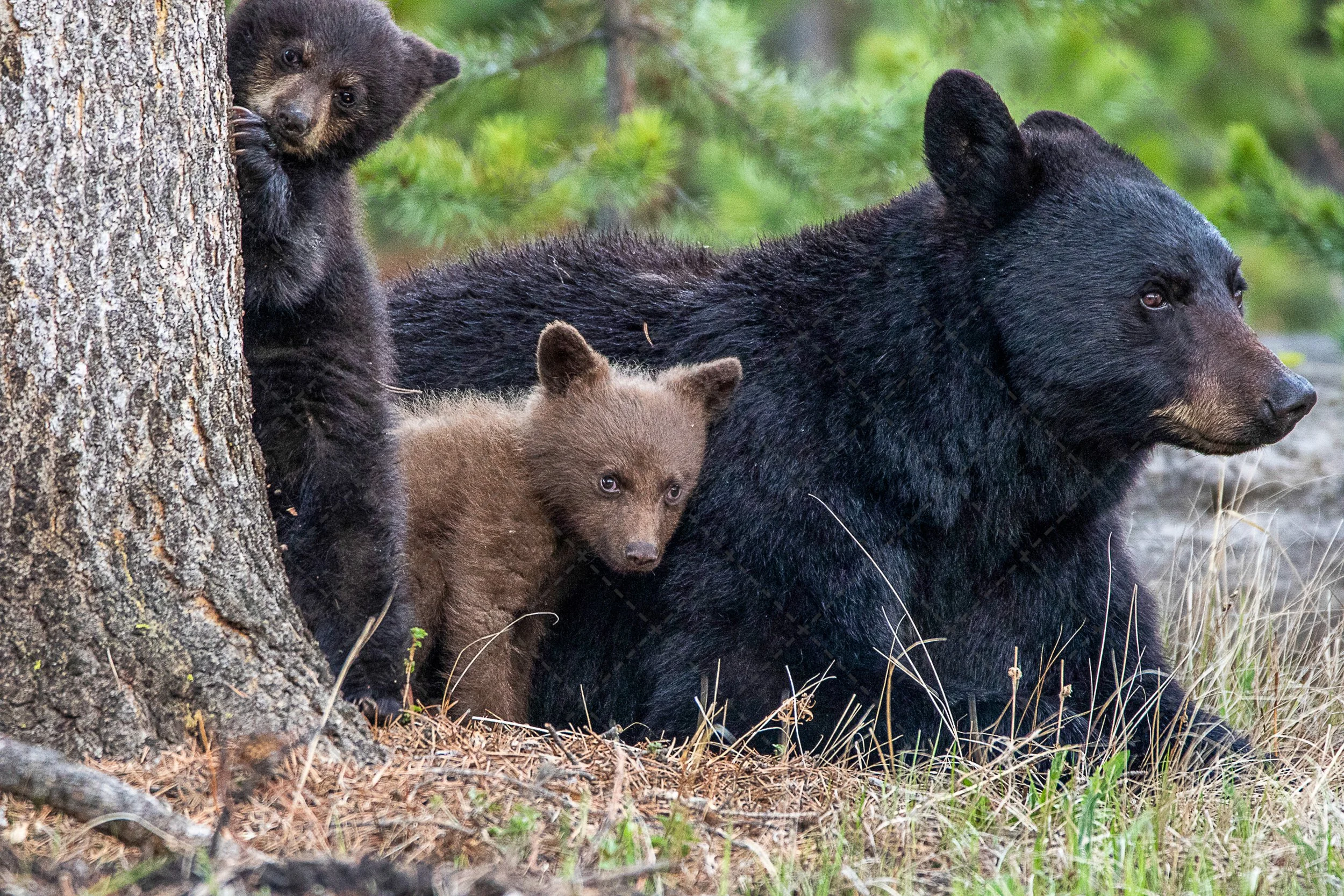 Black Bear & Twins ~1~Yellowstone (1 of 1).jpg