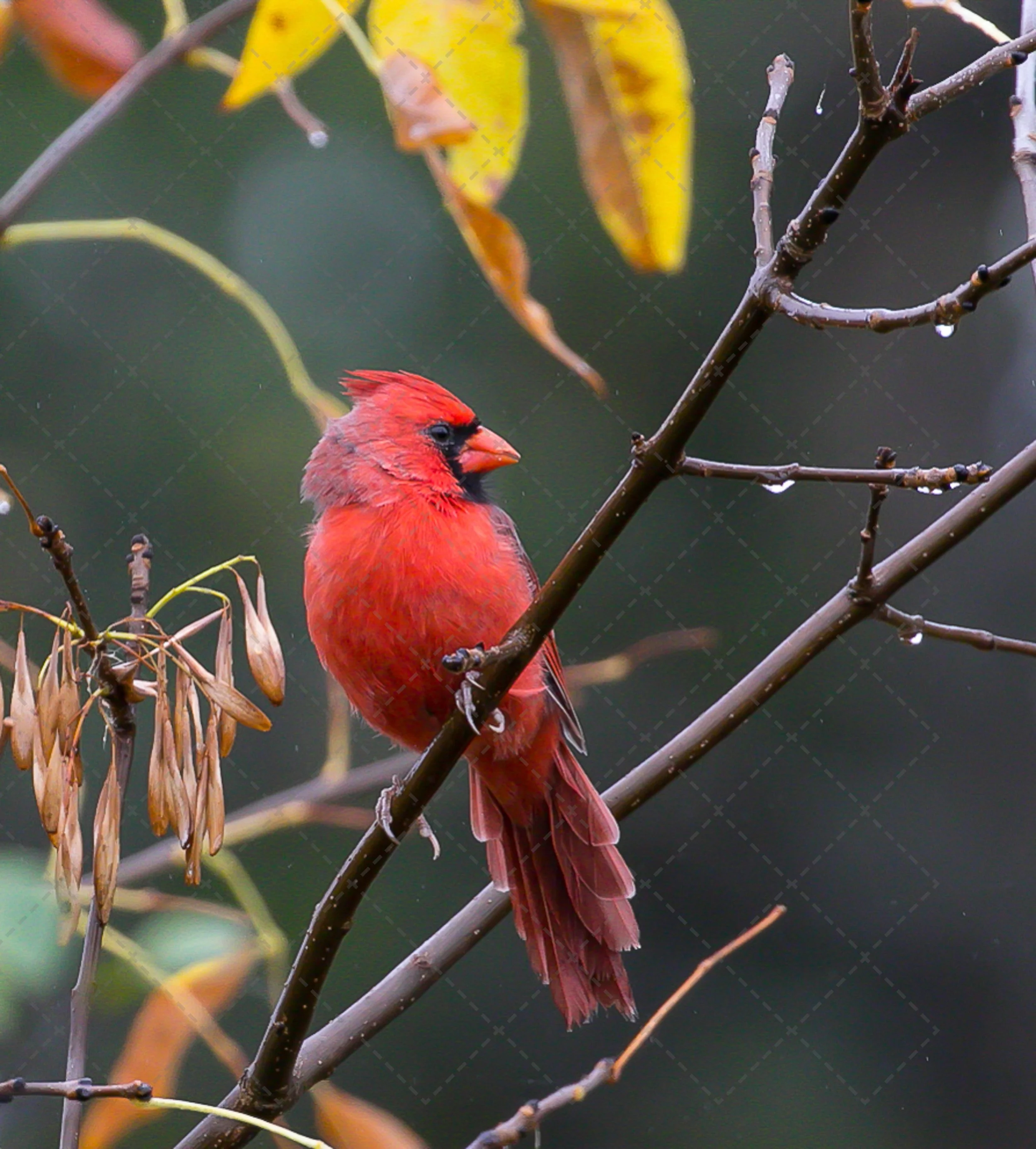 Cardinal in the rain (1 of 1).jpg