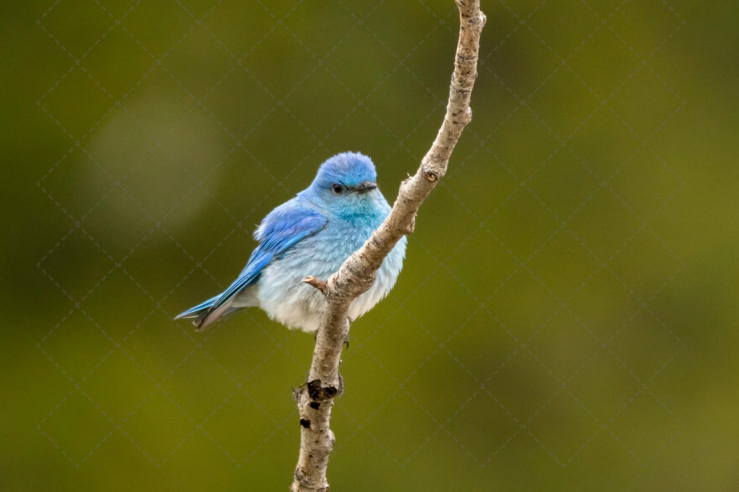Note Cards ~ Bird