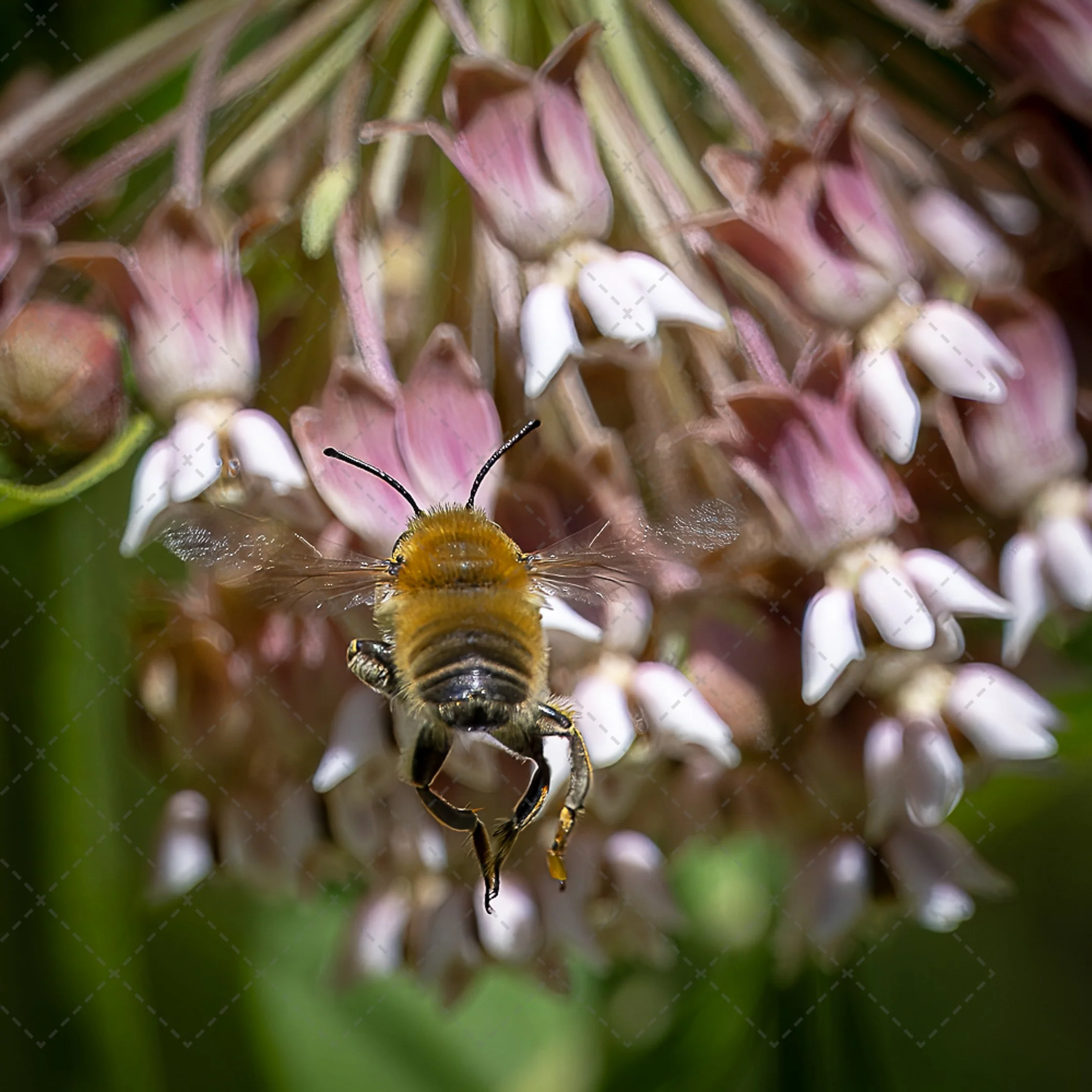 Close-up of a bee on a cluster of pink and white flowers with green background.