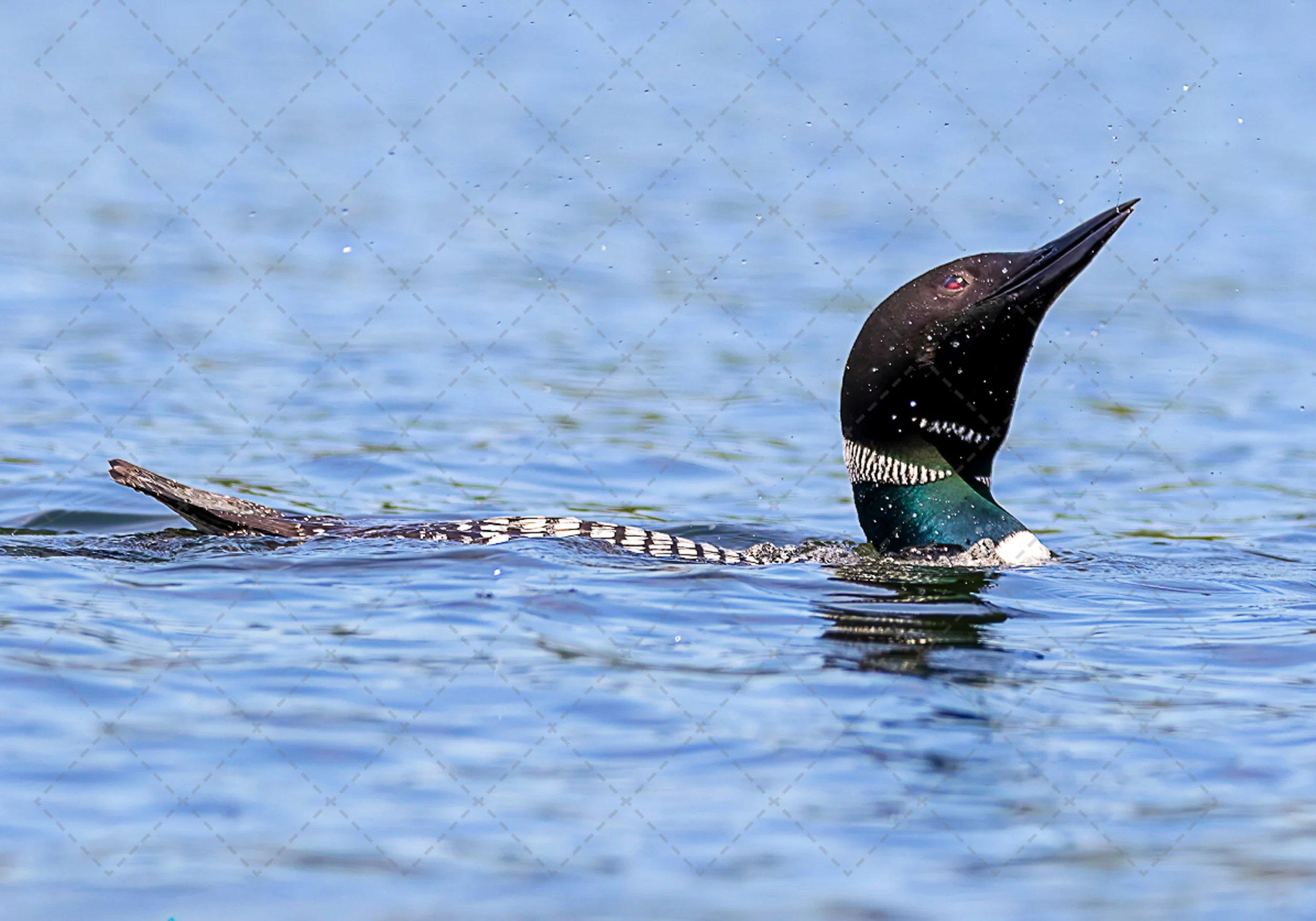 Common Loon~3.jpg