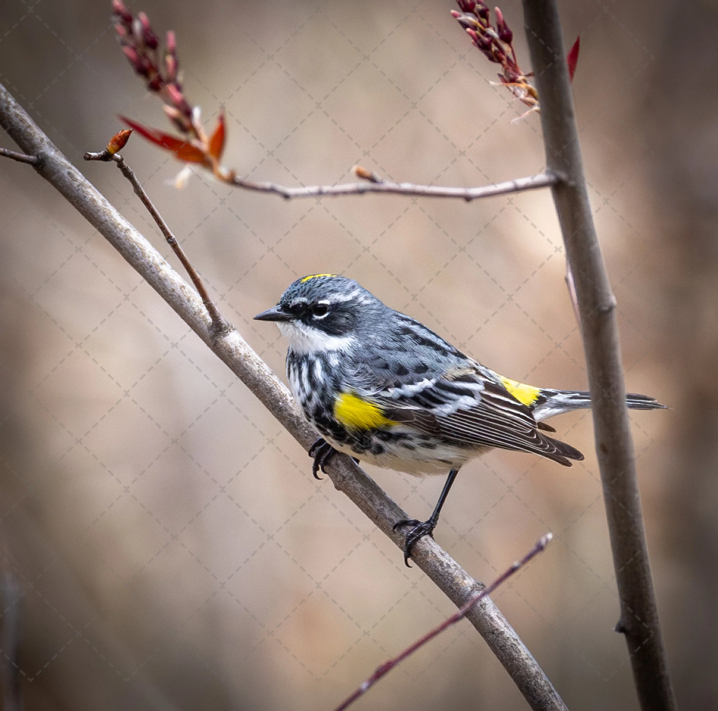 Yellow Rumped Warbler (1 of 1).jpg