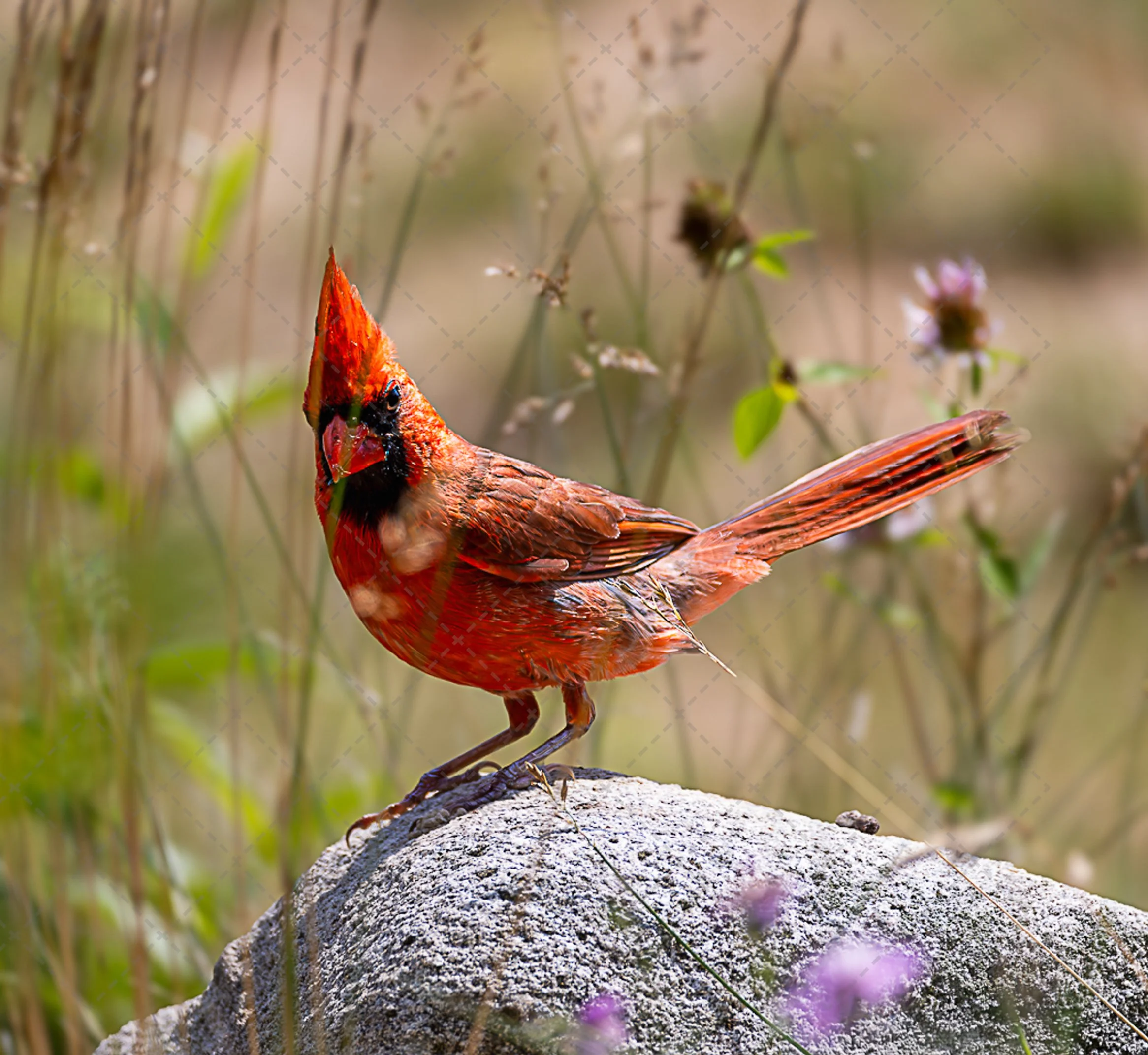 Cardinal~incognito-2.jpg