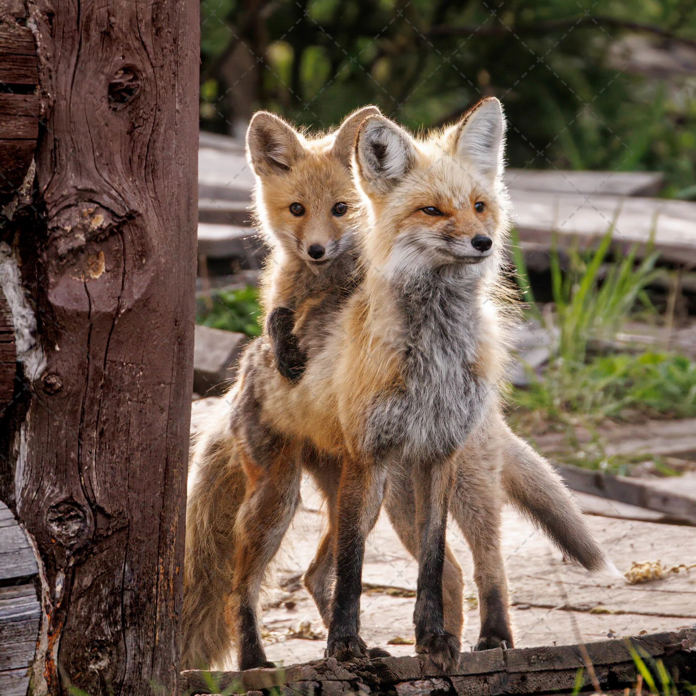Fox & Kit~pretty pose  ~Yellowstone  (1 of 1).jpg