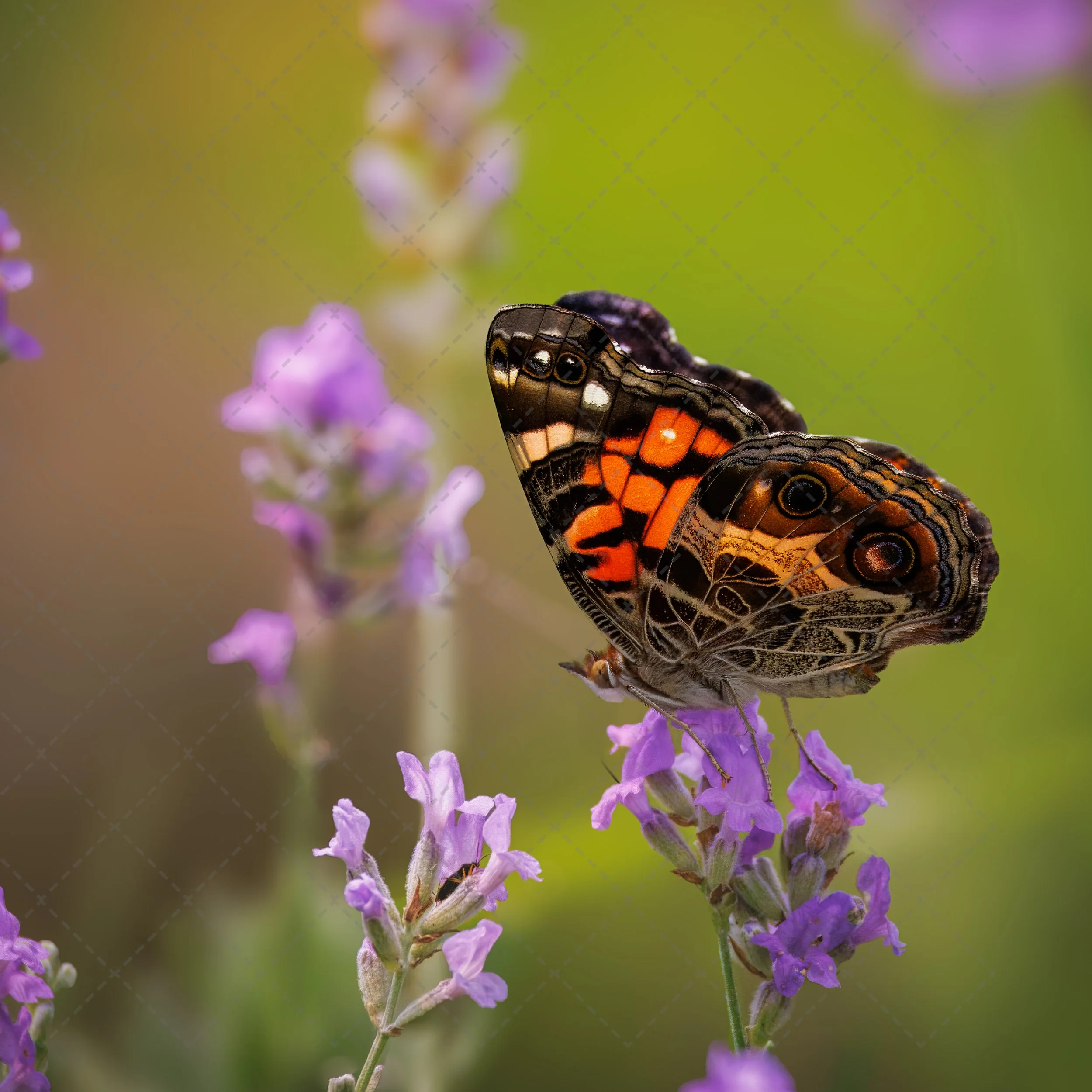 A butterfly with detailed black, orange, and white wing patterns resting on purple lavender flowers with green blurred background.