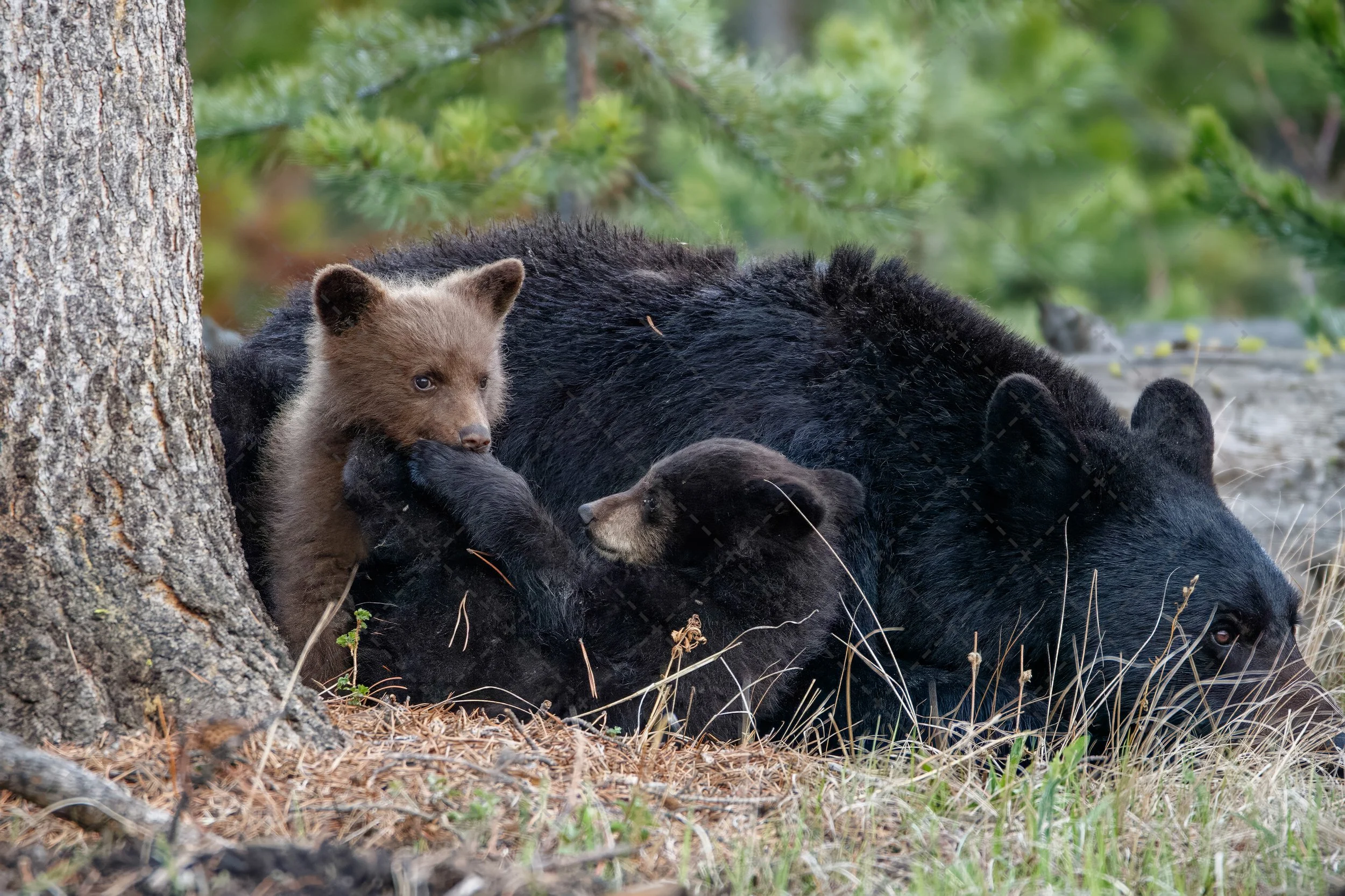 Black Bear and Cubs~Tower Twins Yellowstone National Park (1 of 1).jpg