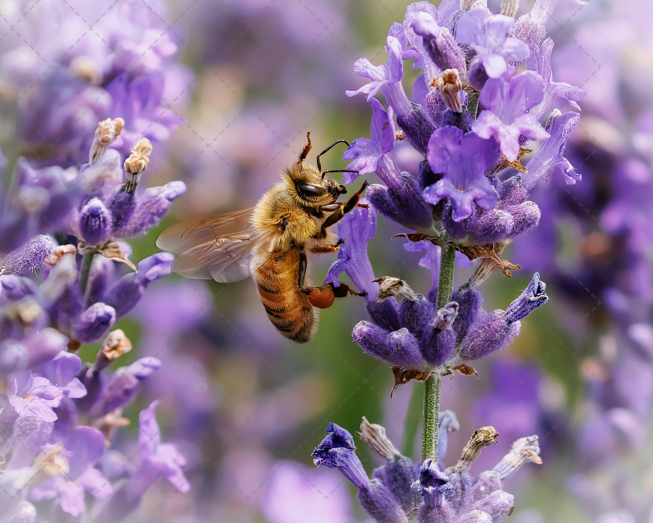 Close-up of a bee collecting nectar from purple lavender flowers.
