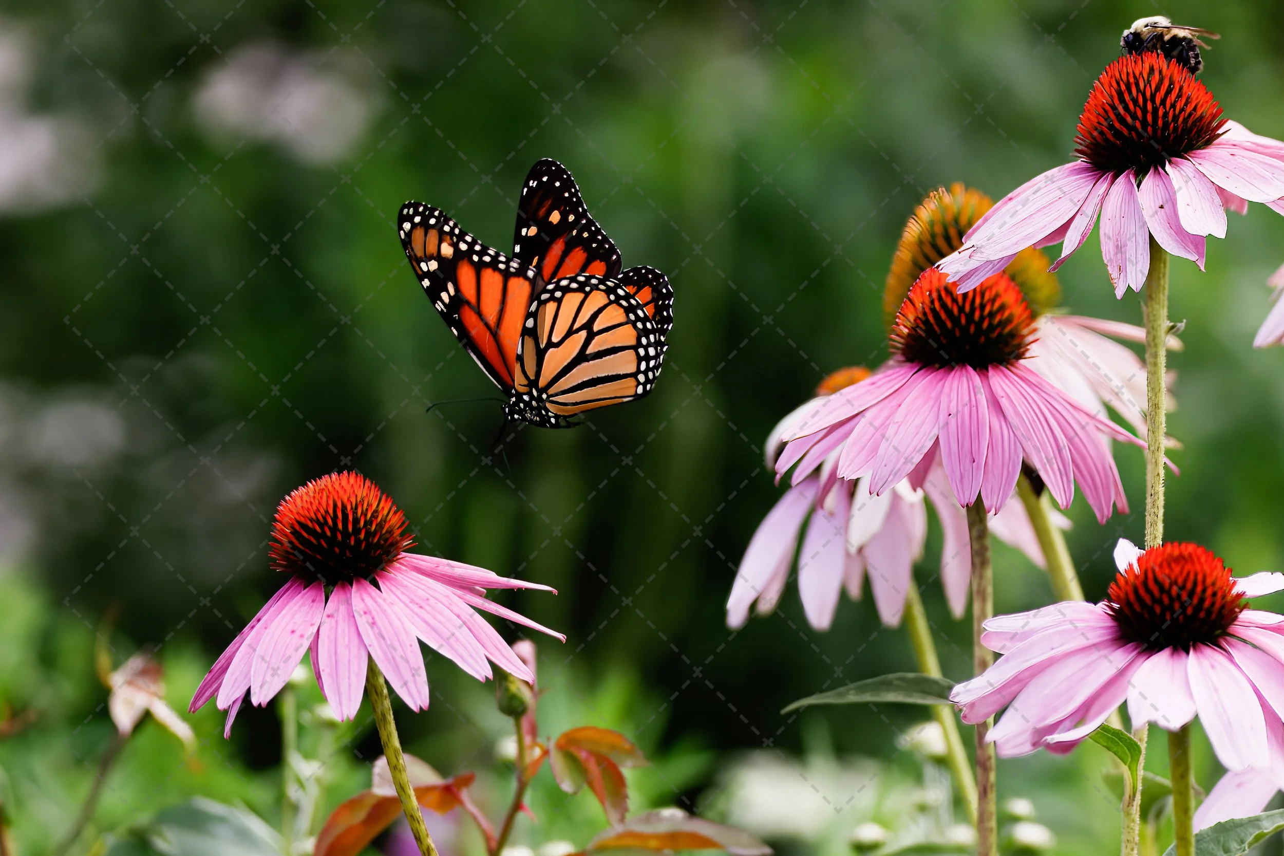 Note Cards ~ Nature