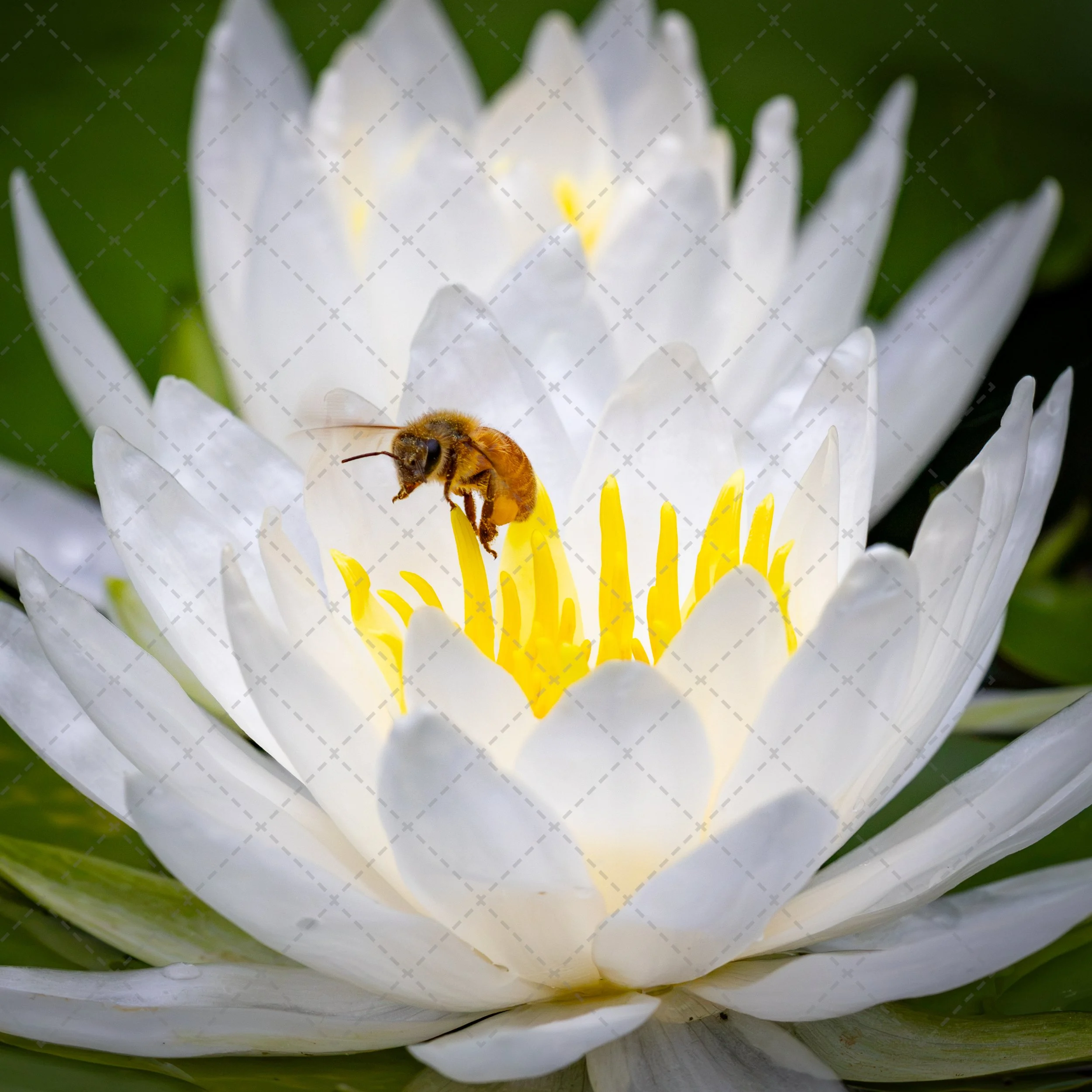 A bee on a white water lily flower surrounded by green leaves.