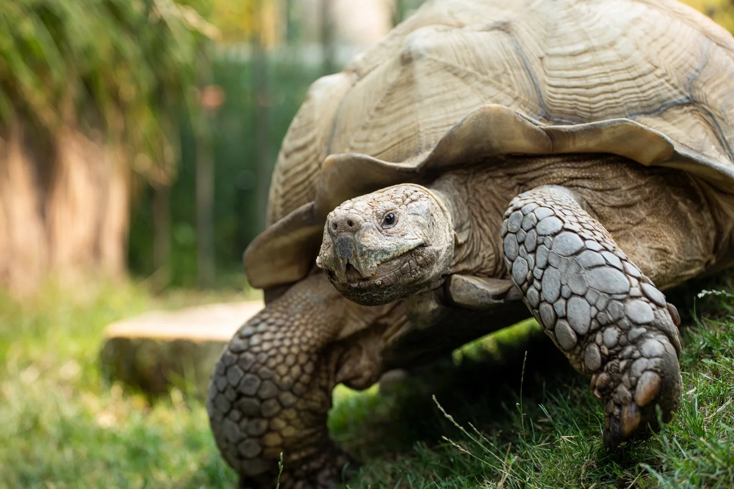 Tortoise on a greenery background looking to the left