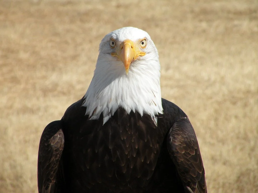 Bald eagle profile facing forwards against a yellowed grass background