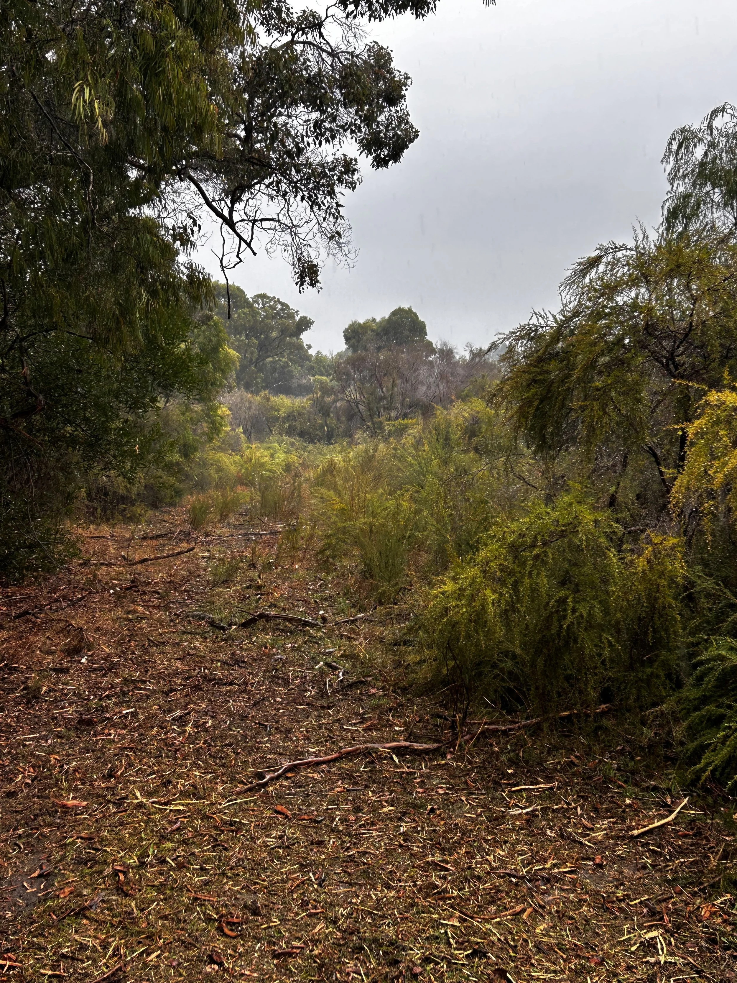 View of a forest trail covered with fallen leaves and branches, surrounded by trees and dense vegetation.