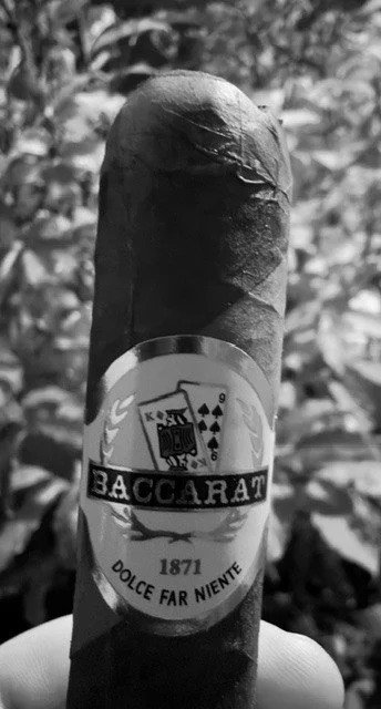 Baccarat Barber Pole cigar showing the contrasting dark and light wrapper and Baccarat band.