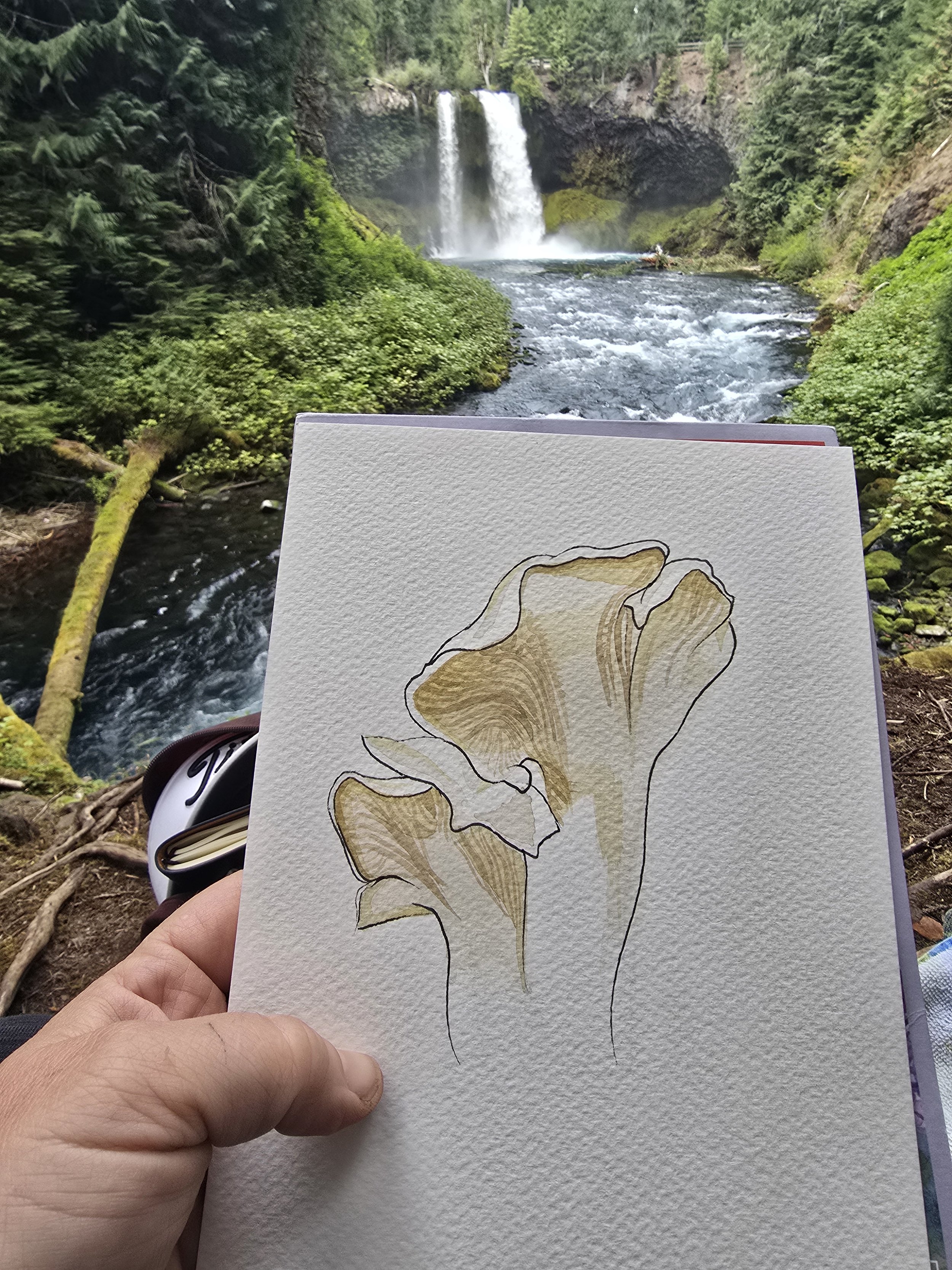 FOFmushroomwaterfall.jpg