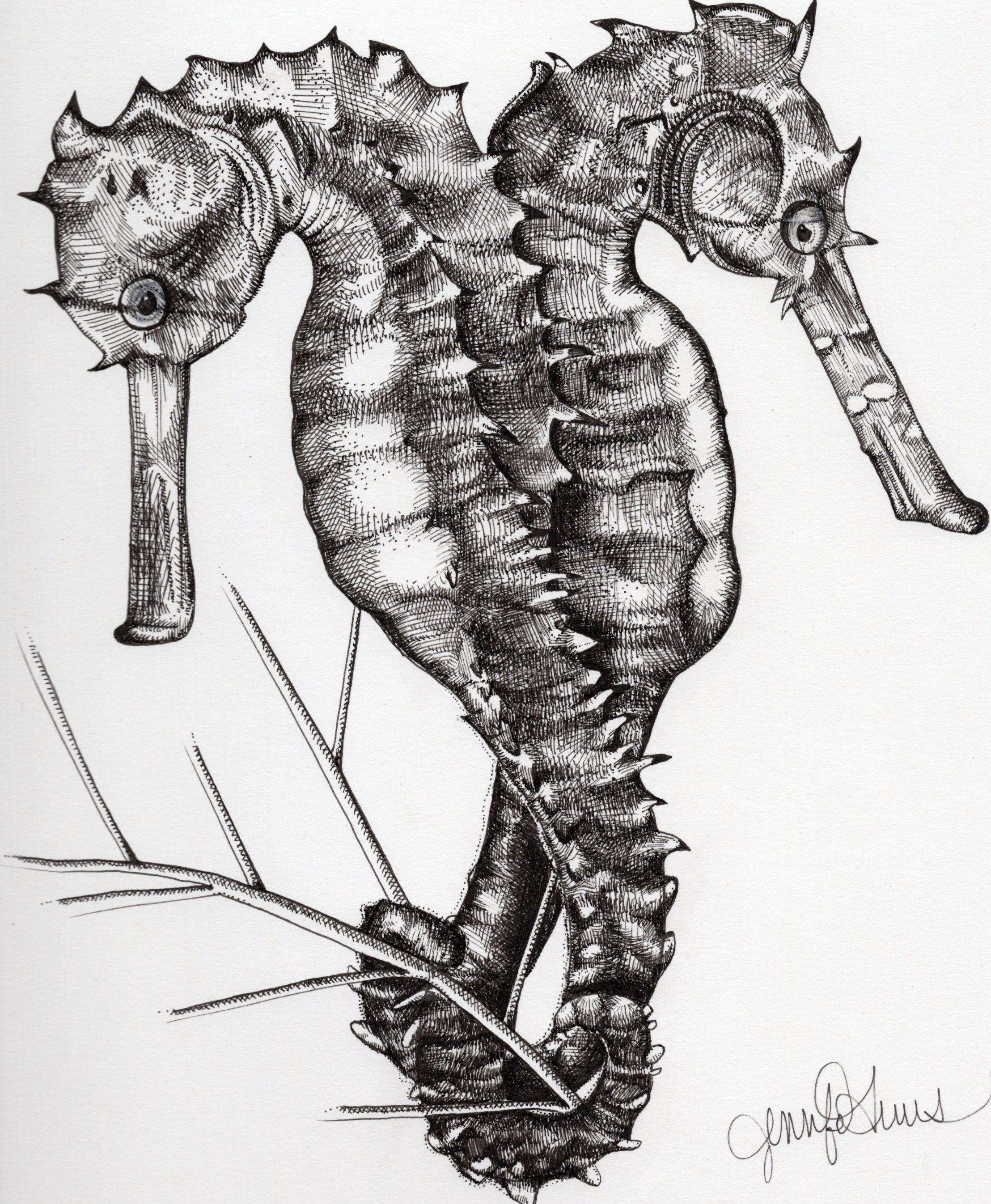 Seahorses-300.jpg