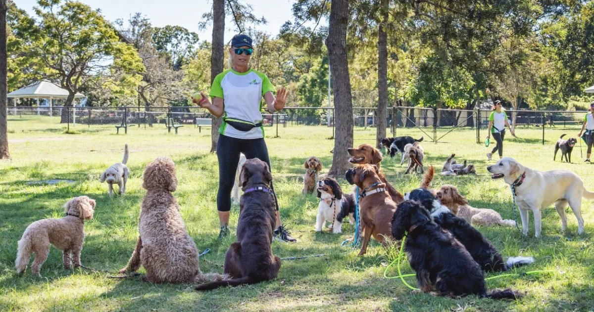 Woman trainer with sunglasses holding an apple and giving commands to a group of dogs in a park.