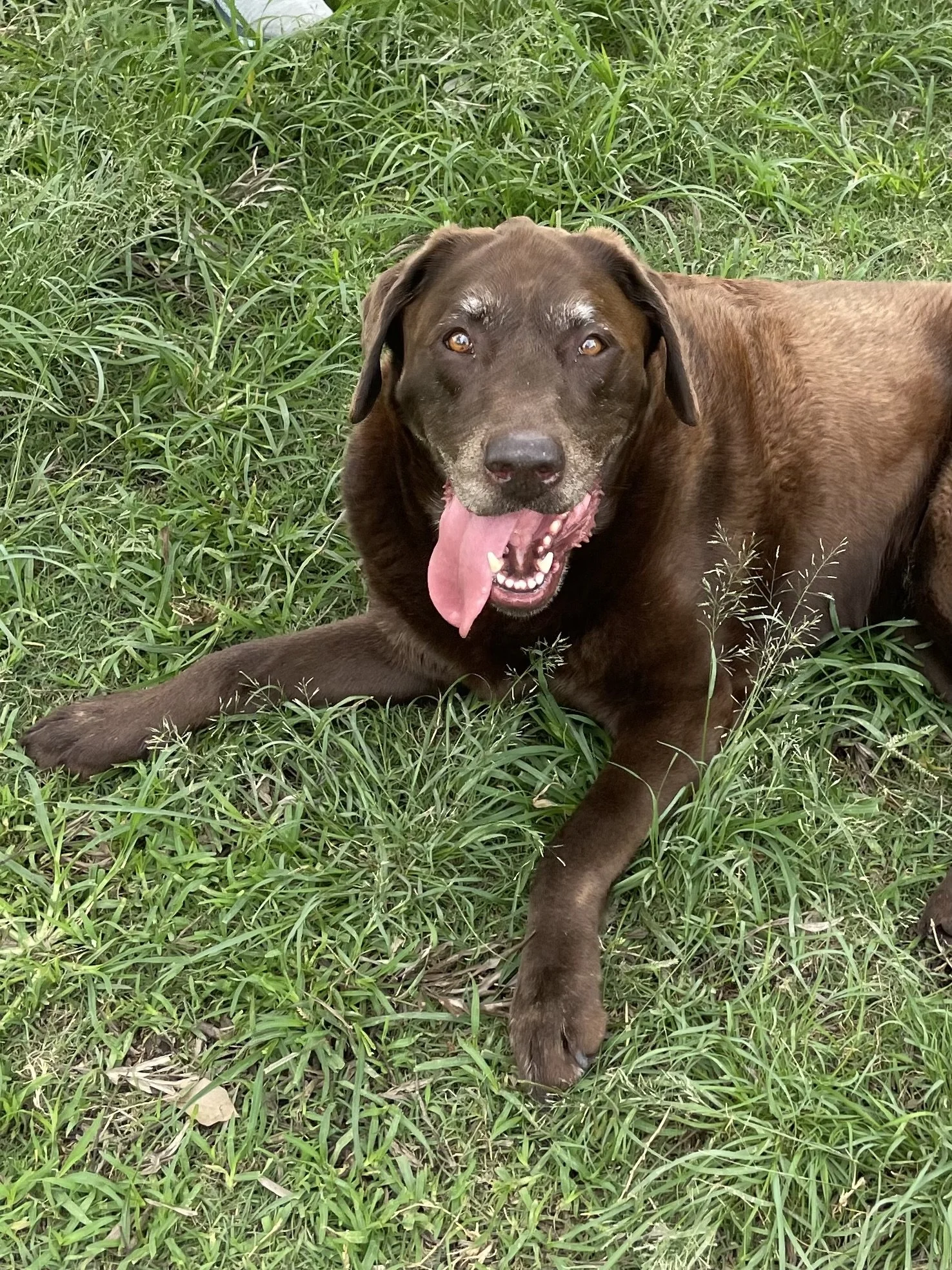 A brown dog with its tongue hanging out, lying on green grass with some plants in the background.