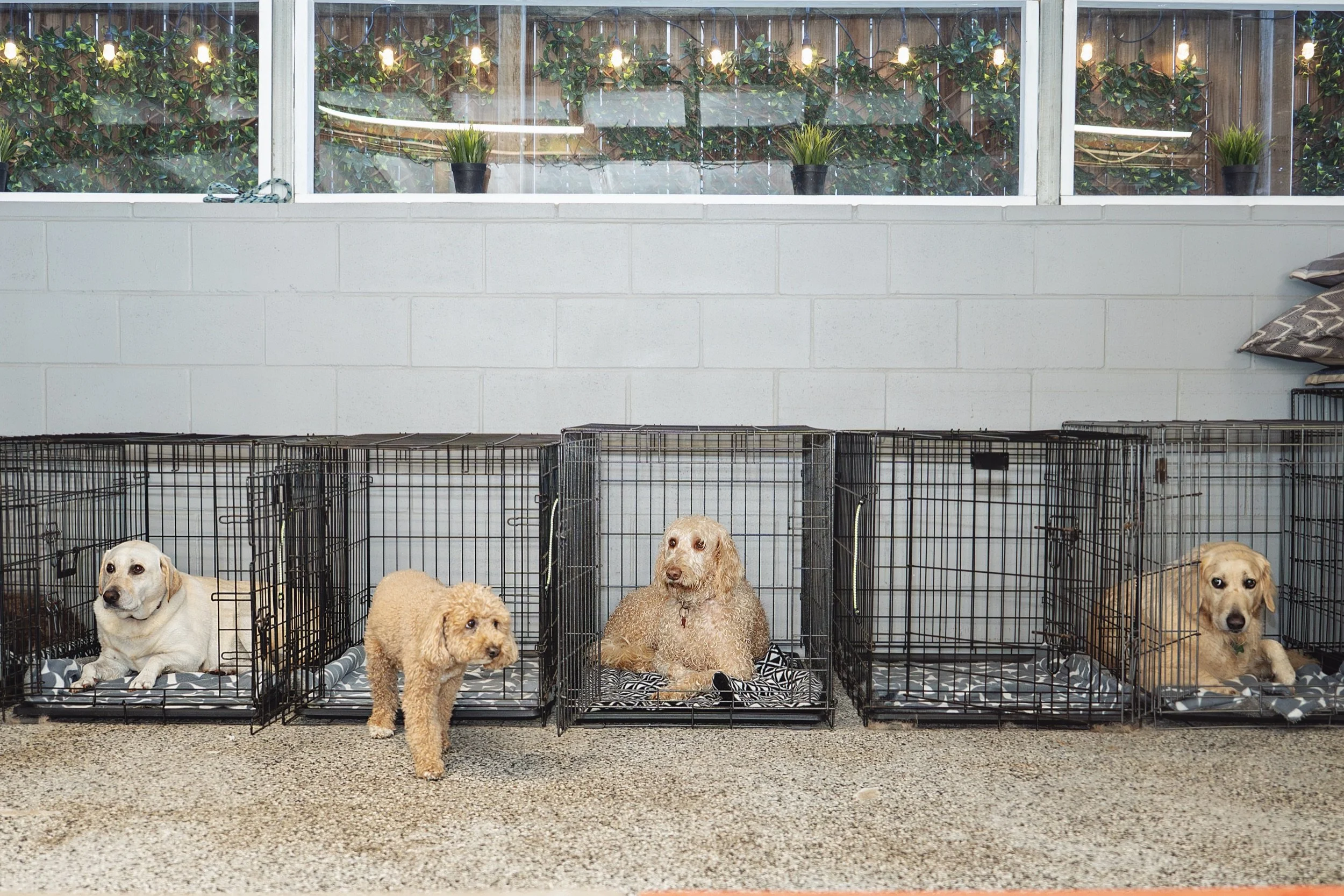 Crate Training Your Dog: How to Create a Calm, Safe Space for Rest and Relaxation